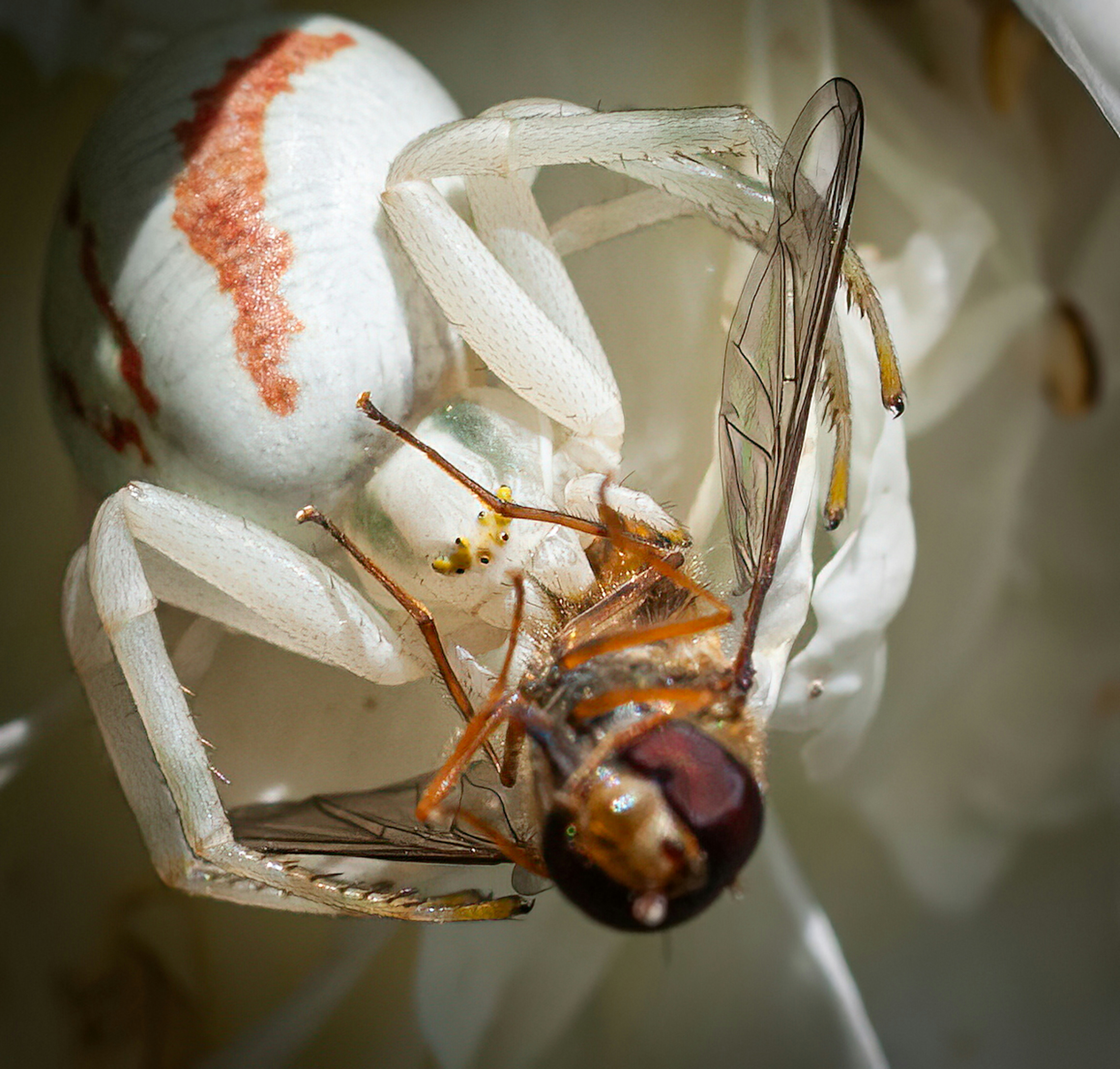 A spider devours a fly for its meal.