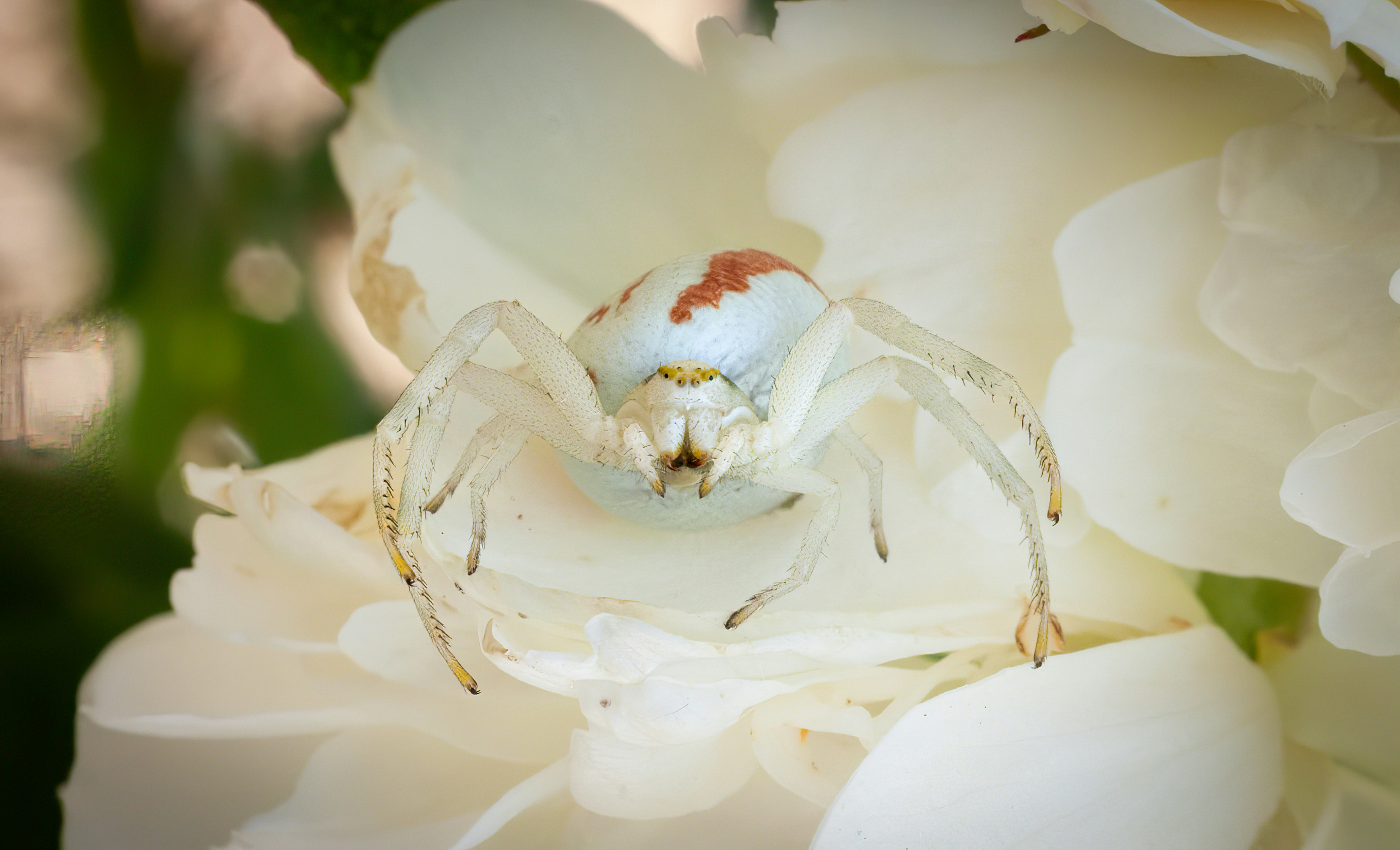 A white spider rests on a white flower.