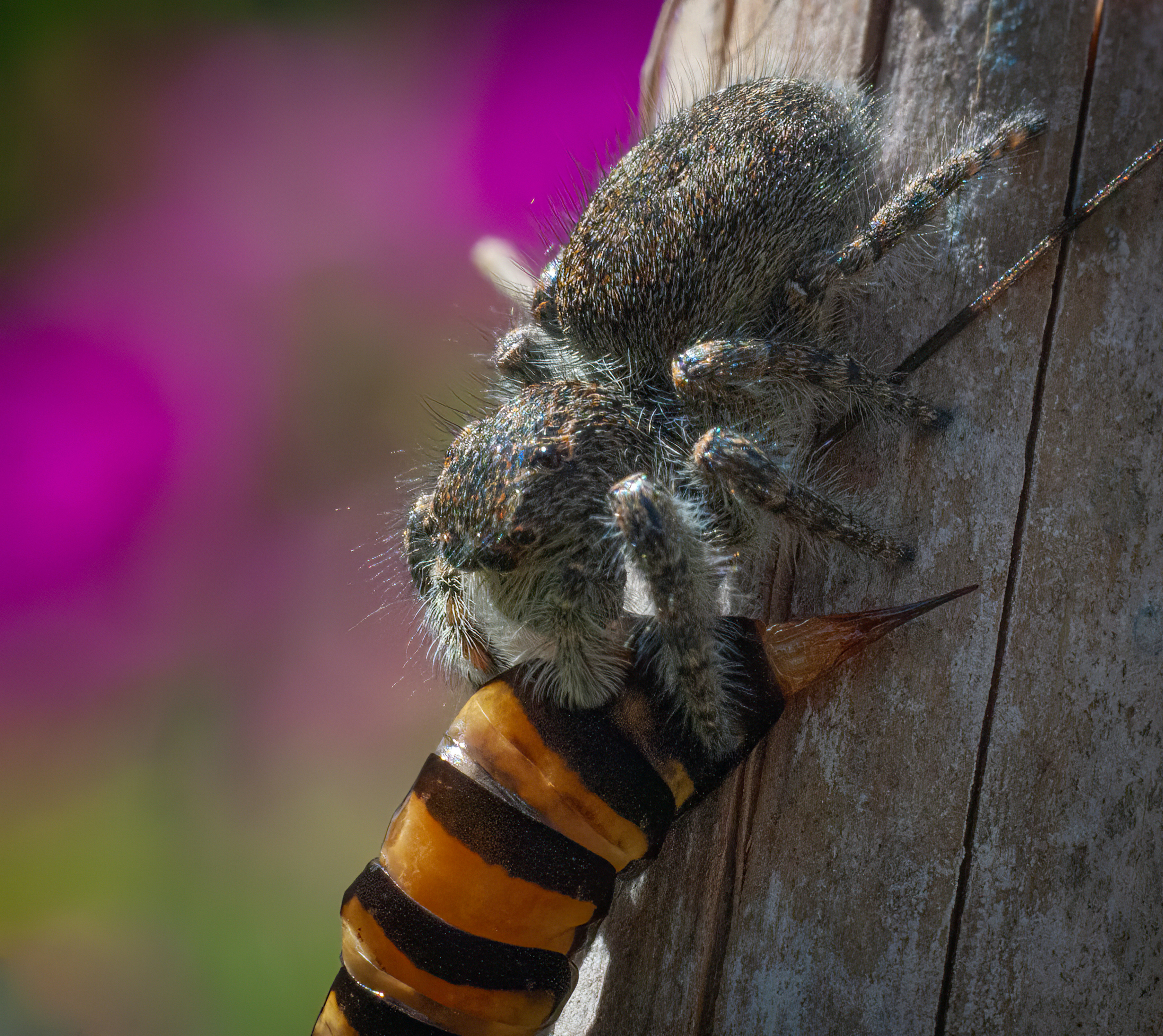 A spider eats a bee.