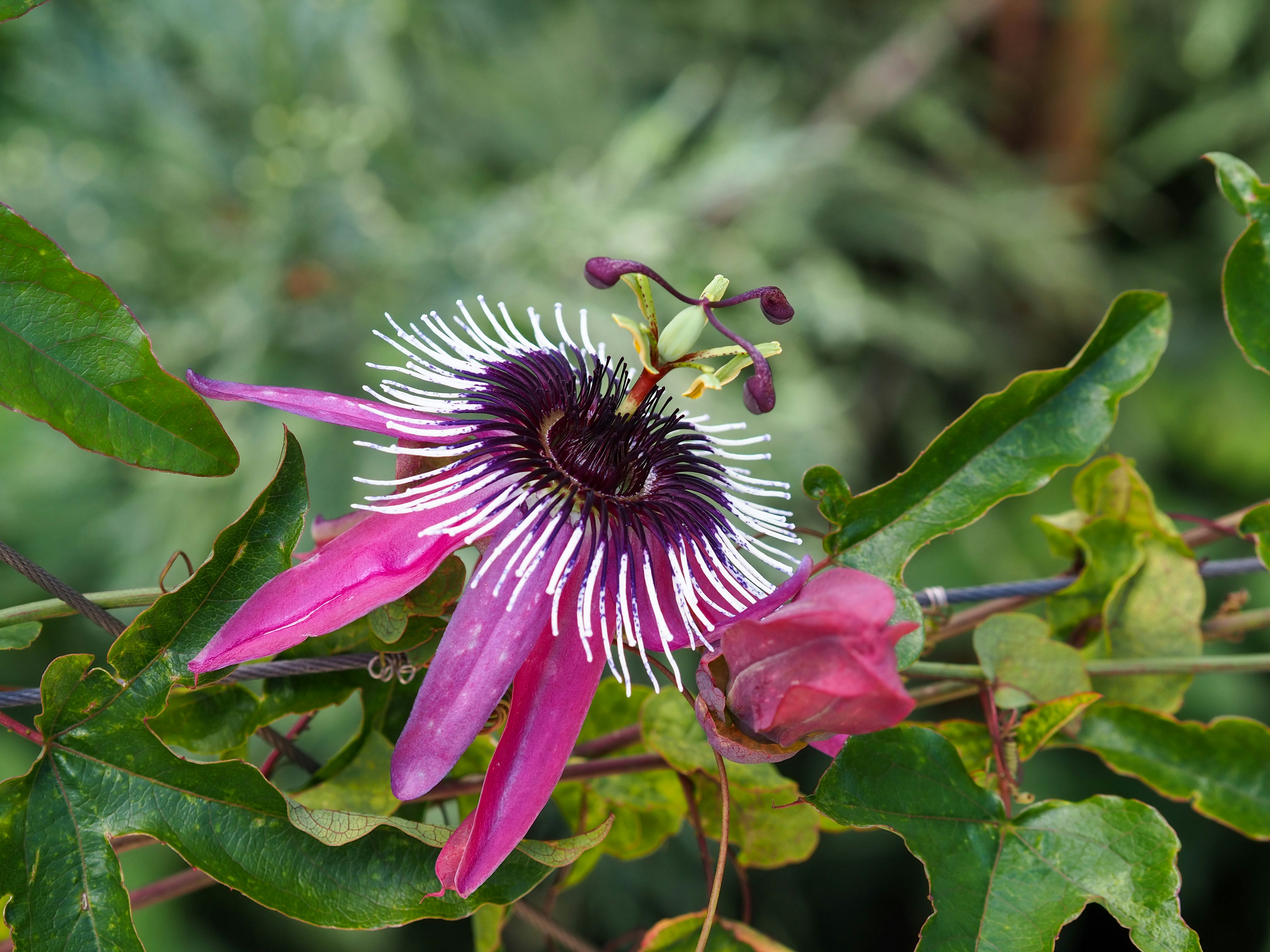 Photo by leonieseverine