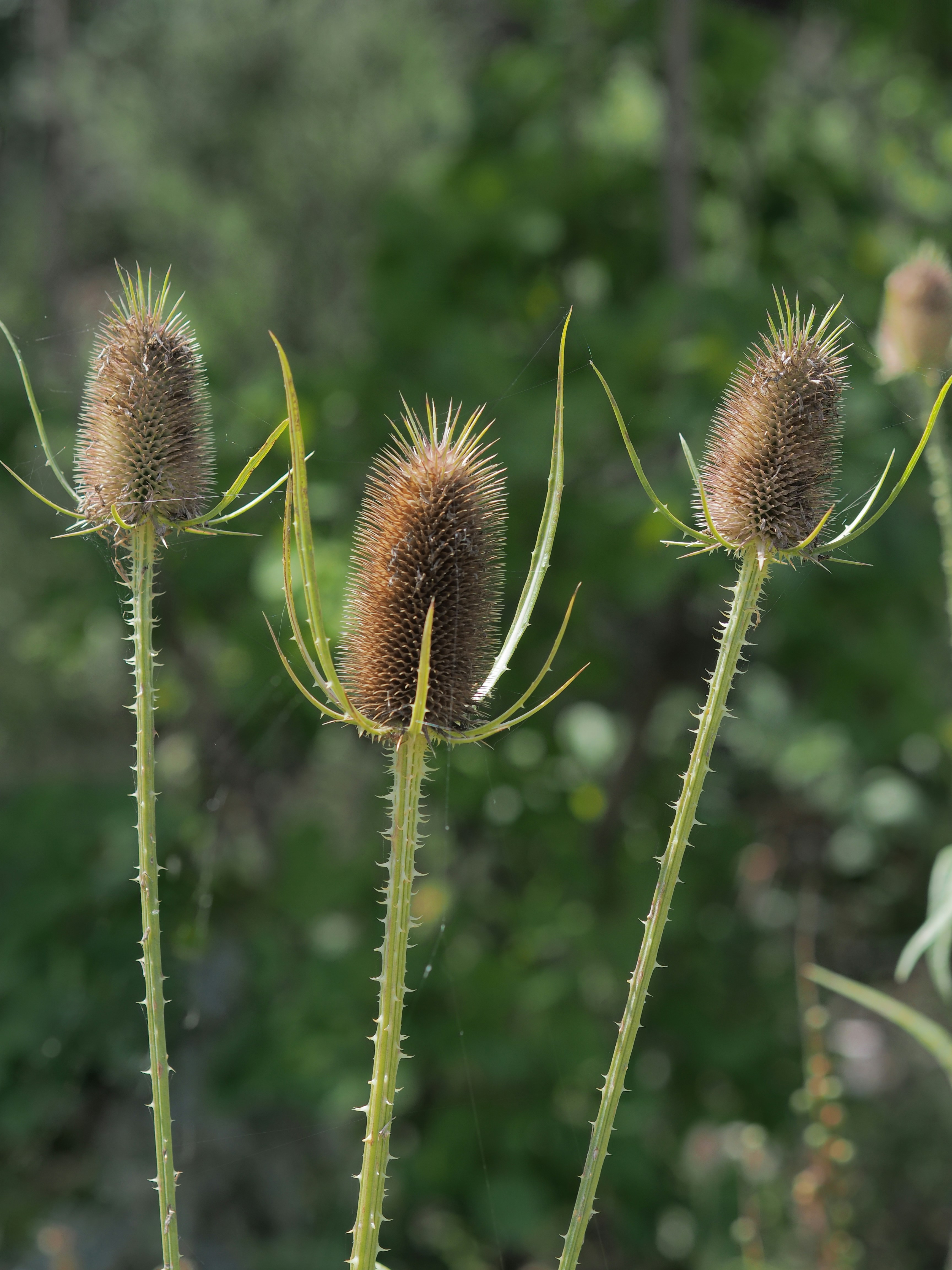 Photo by leonieseverine