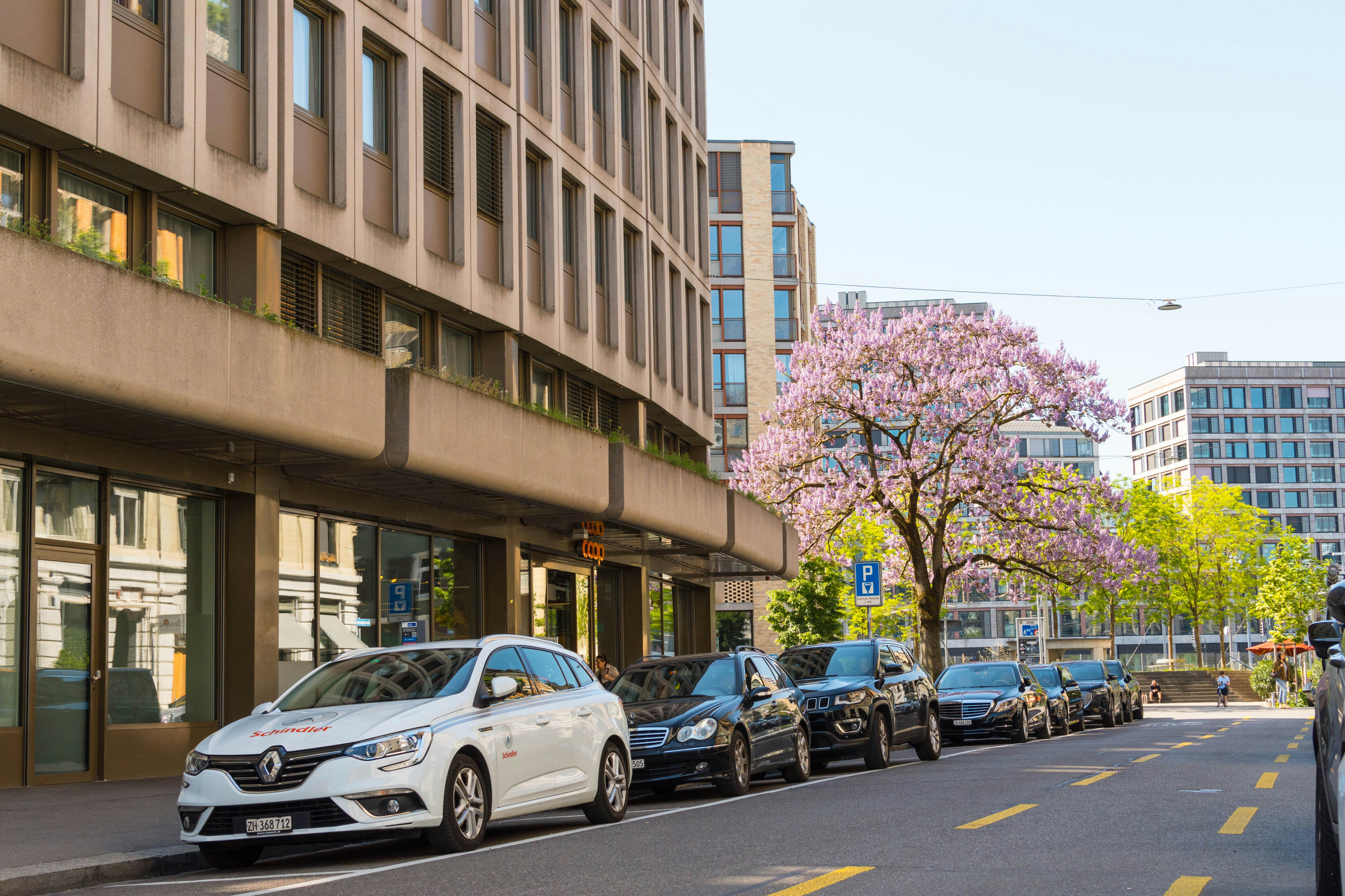 Cars are parked along a street with a flowering tree.