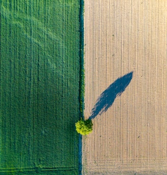 Fields and a lone tree cast a long shadow.