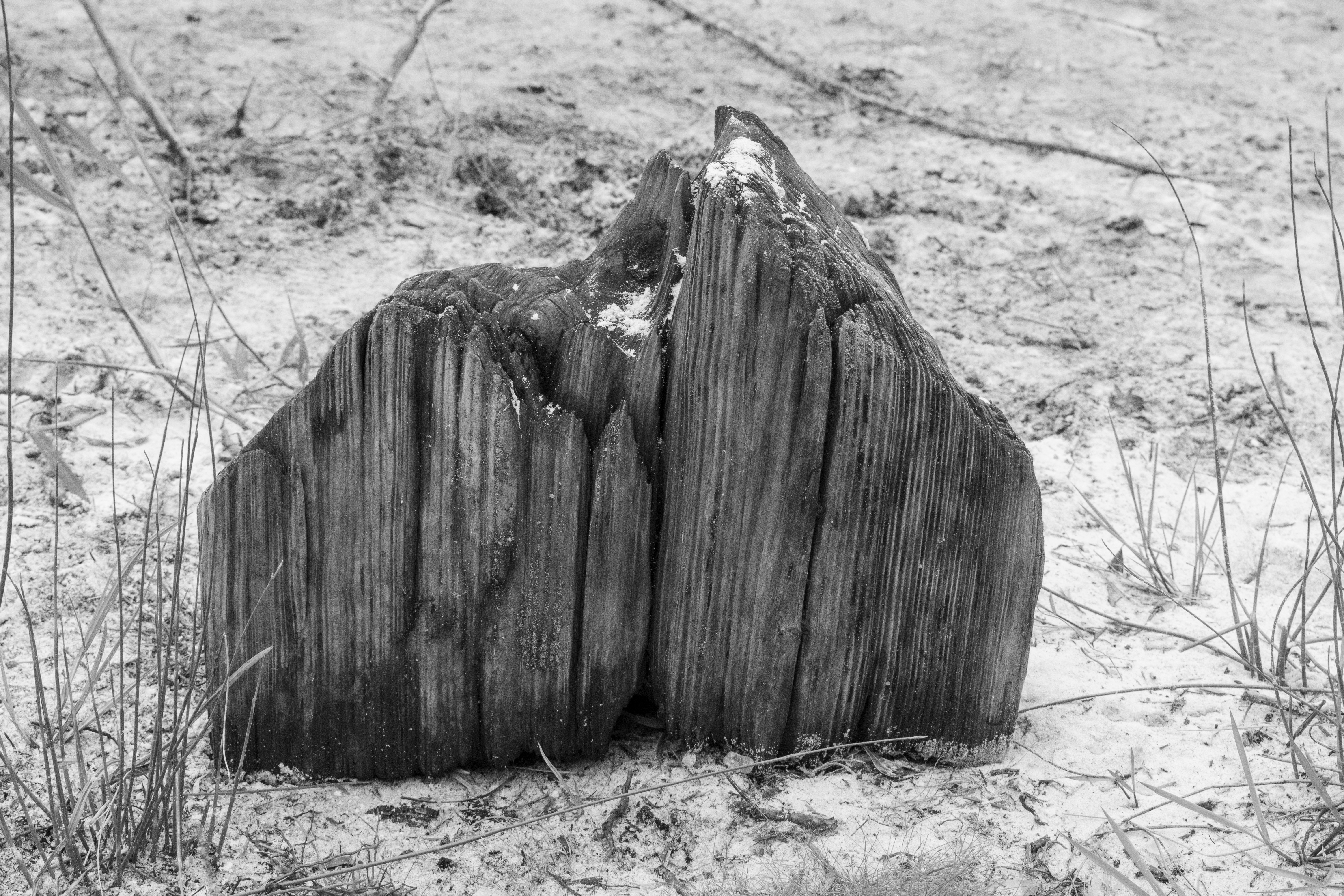 A weathered, split log rests in sandy ground.
