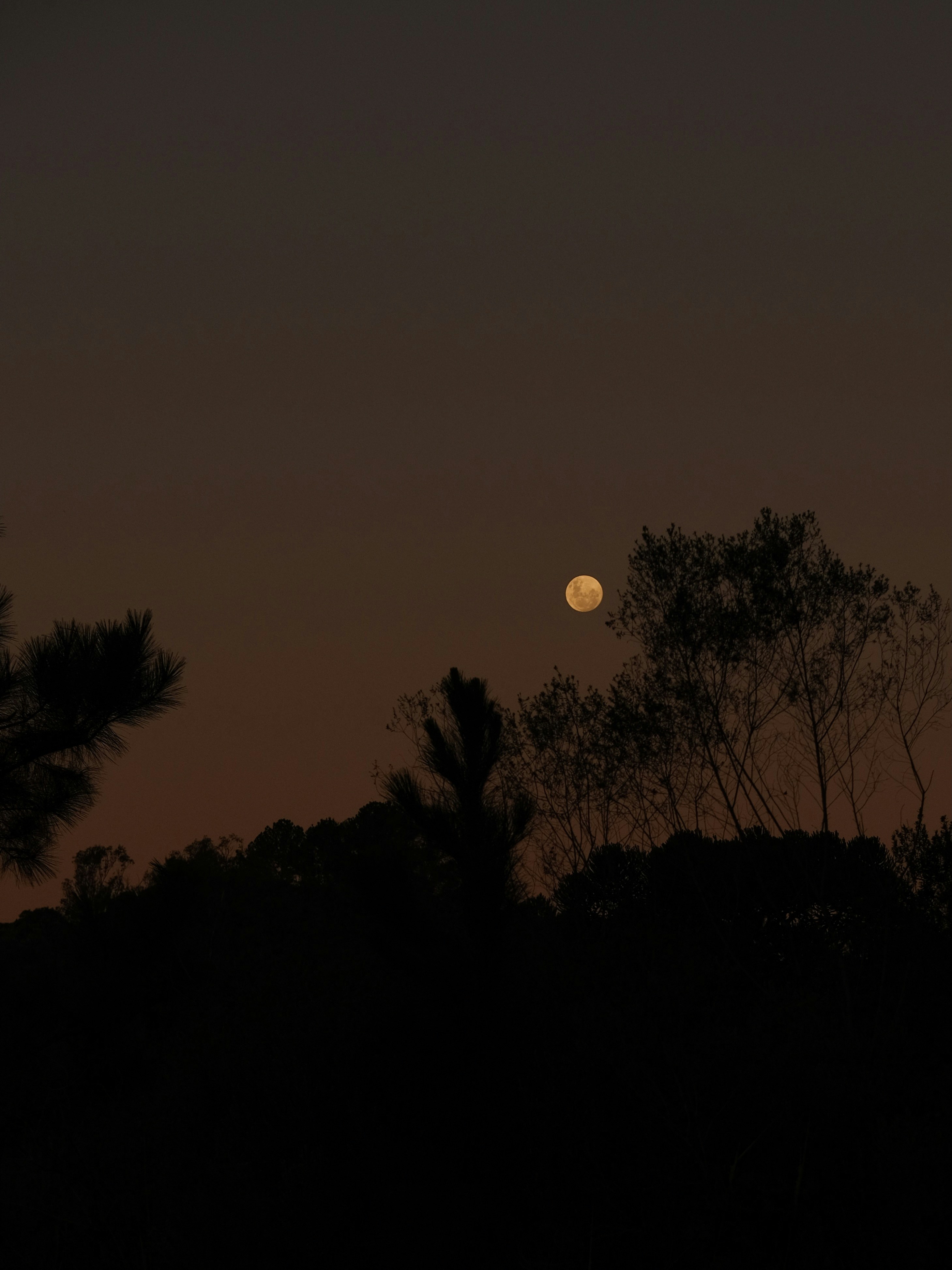 Bulan bersinar terang di atas pepohonan saat senja.