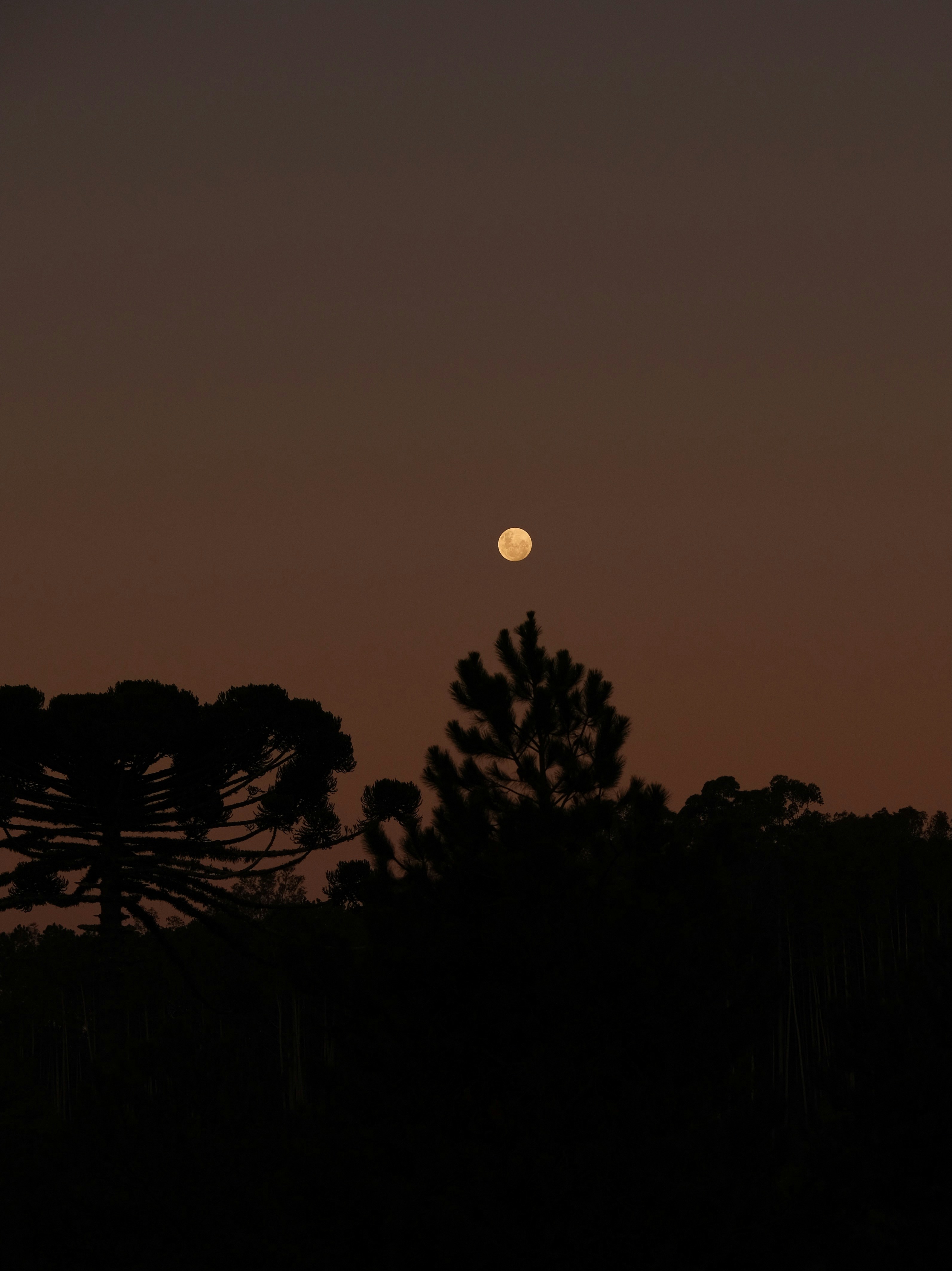 Bulan bersinar di atas pepohonan siluet saat senja.