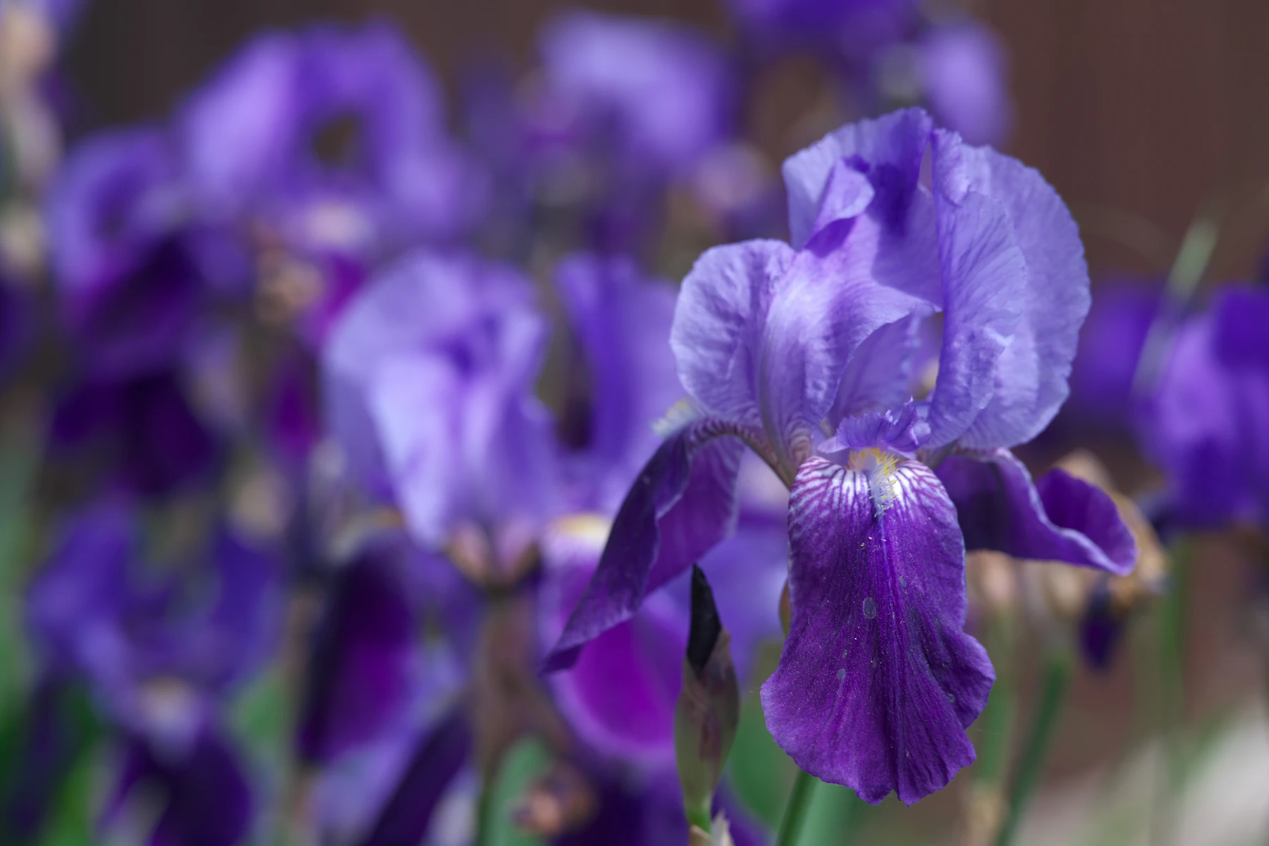 A violet bearded iris in sharp focus in front of a bed of blurred purple irises