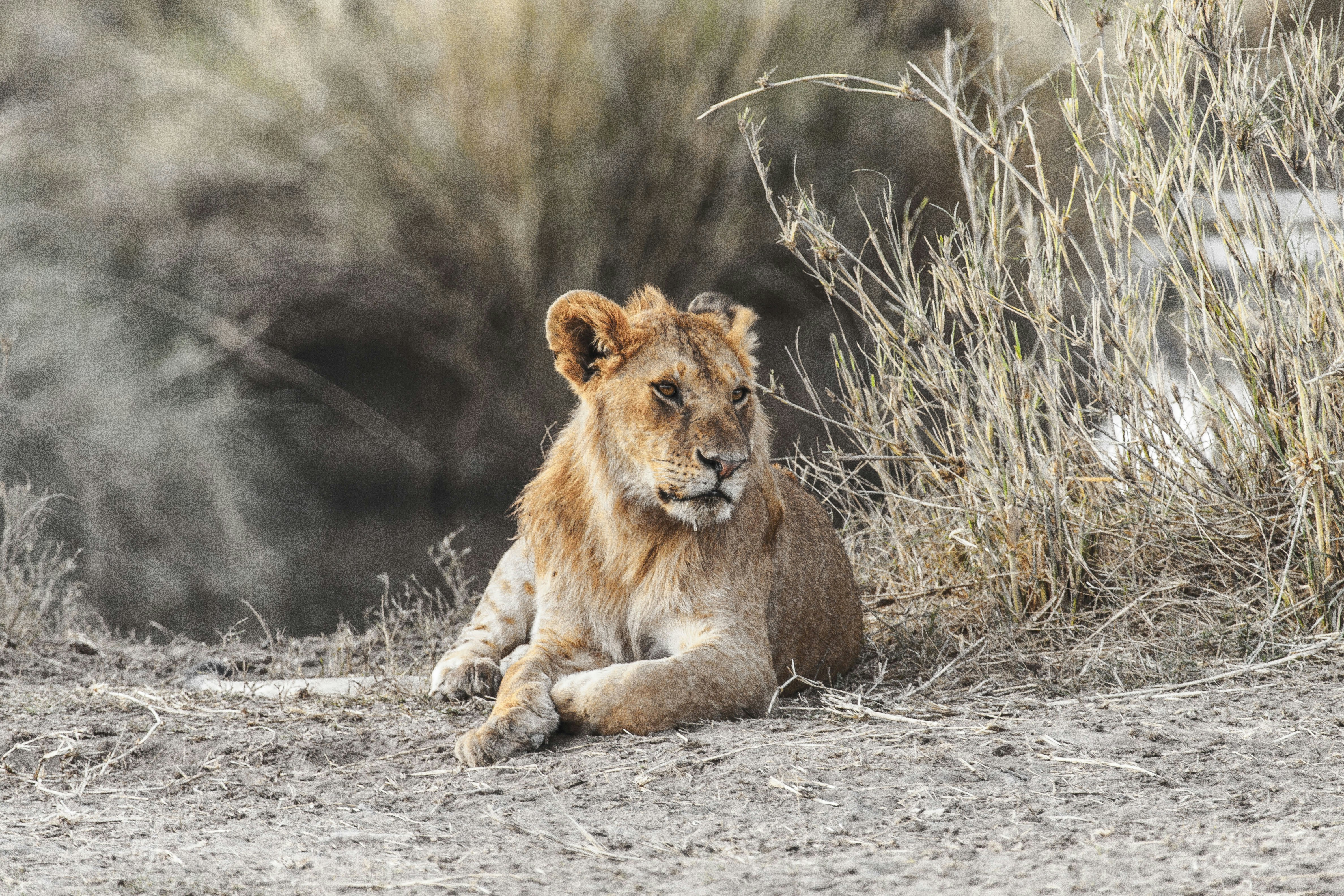 A lion cub resting in the tall grass.