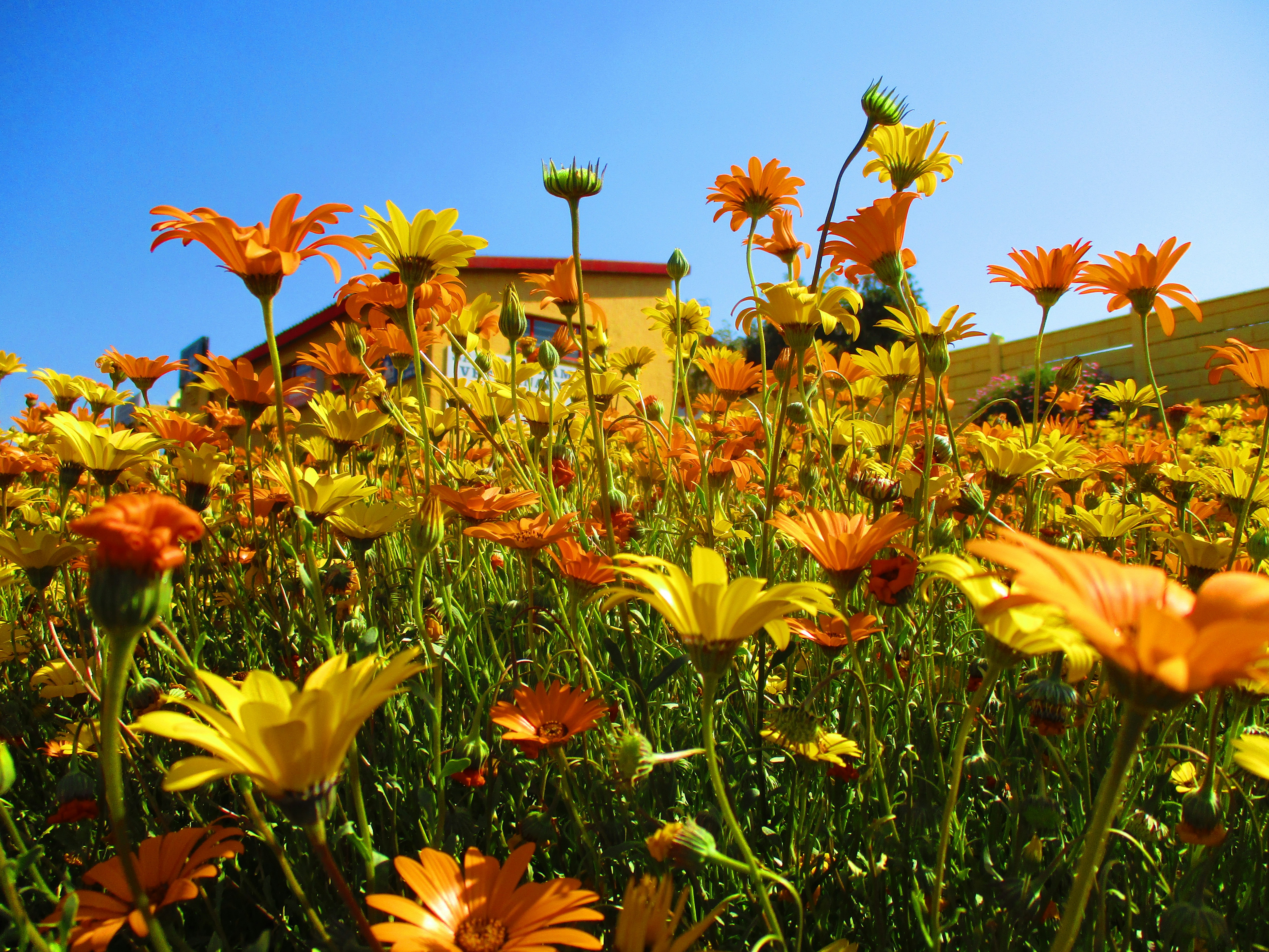 Bright orange and yellow flowers under a blue sky.