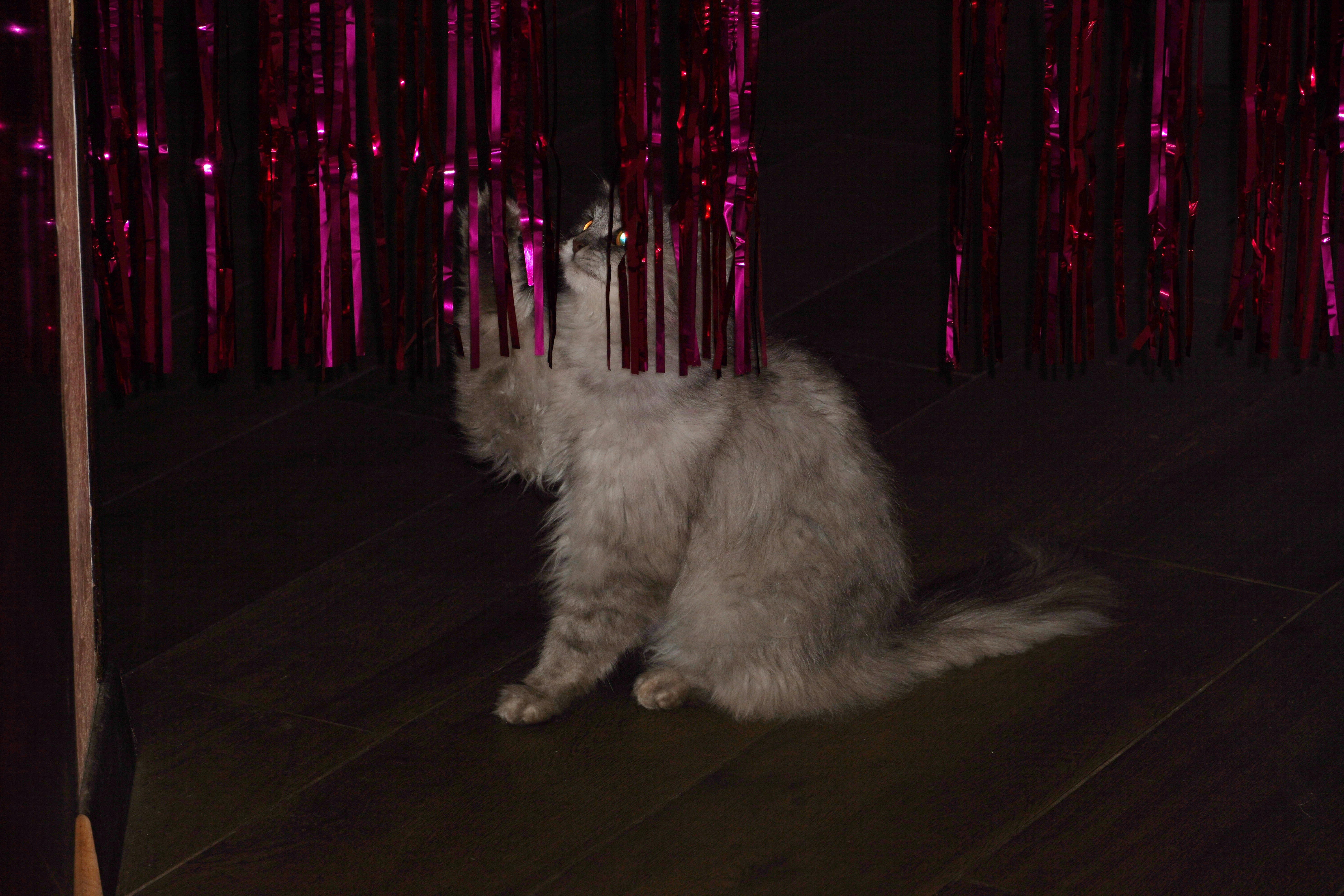 Holiday Habits: Festive Felines (image credits: unsplash)