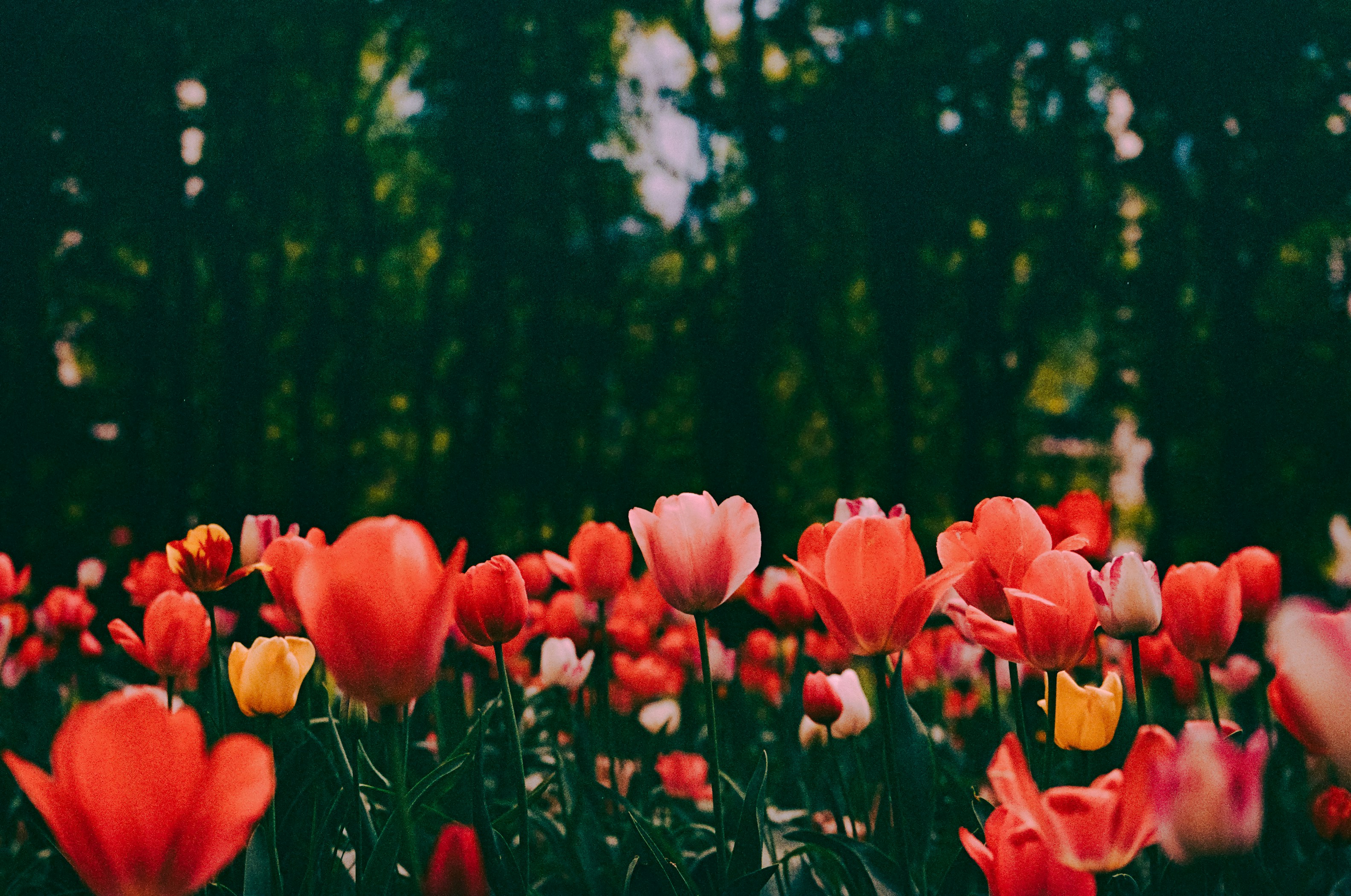 Photo by mineral_of_demon