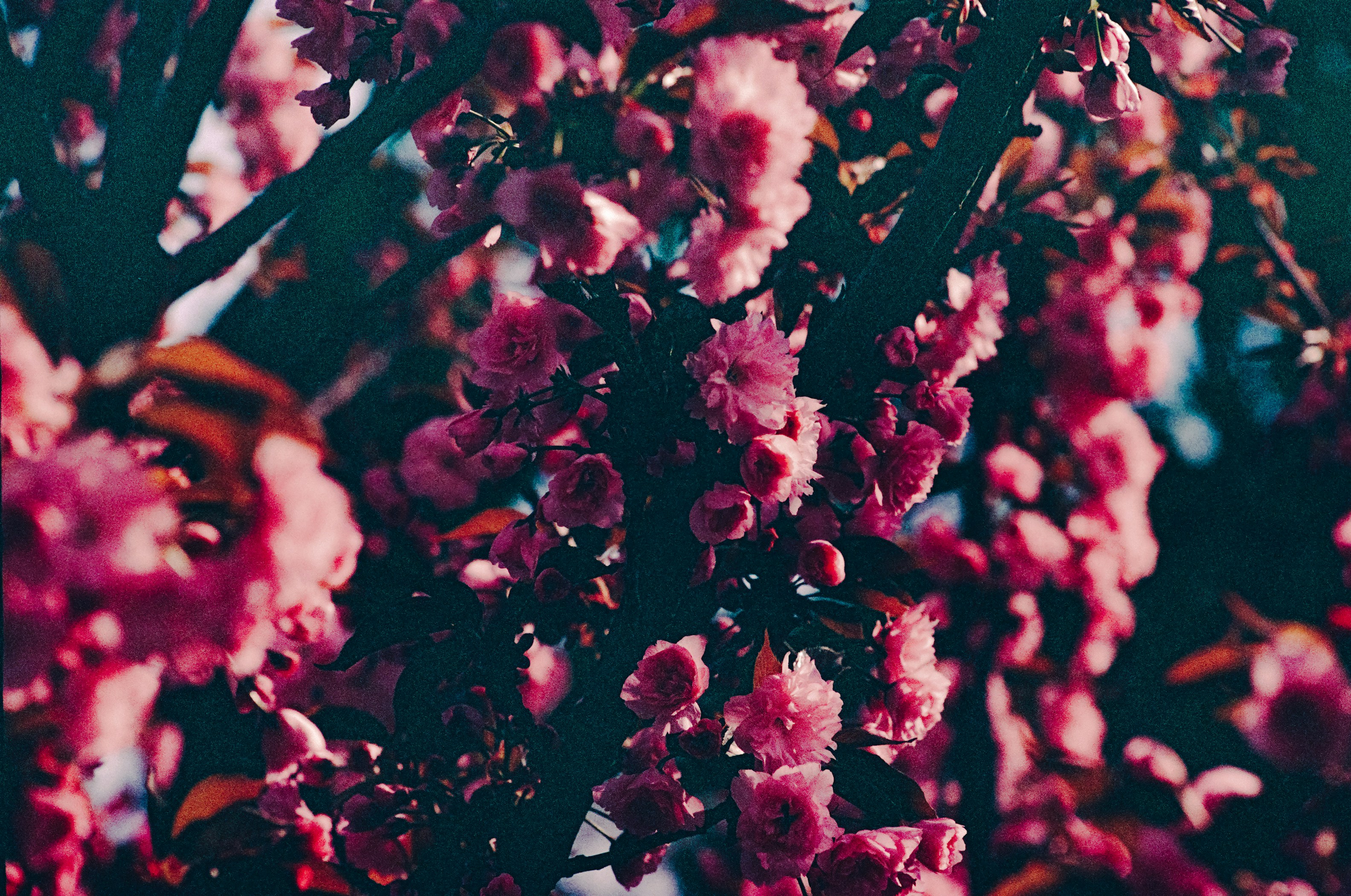 Photo by mineral_of_demon