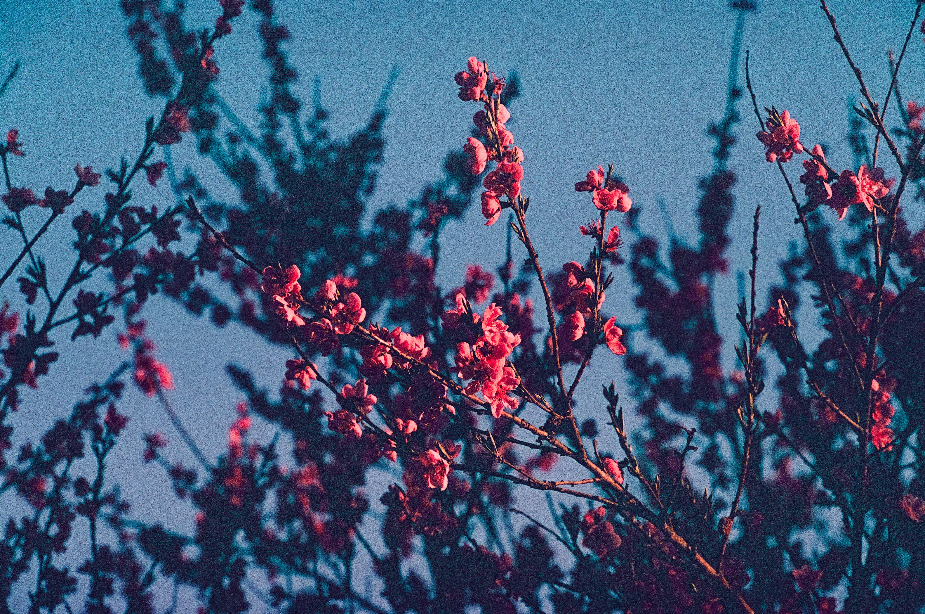 Photo by mineral_of_demon