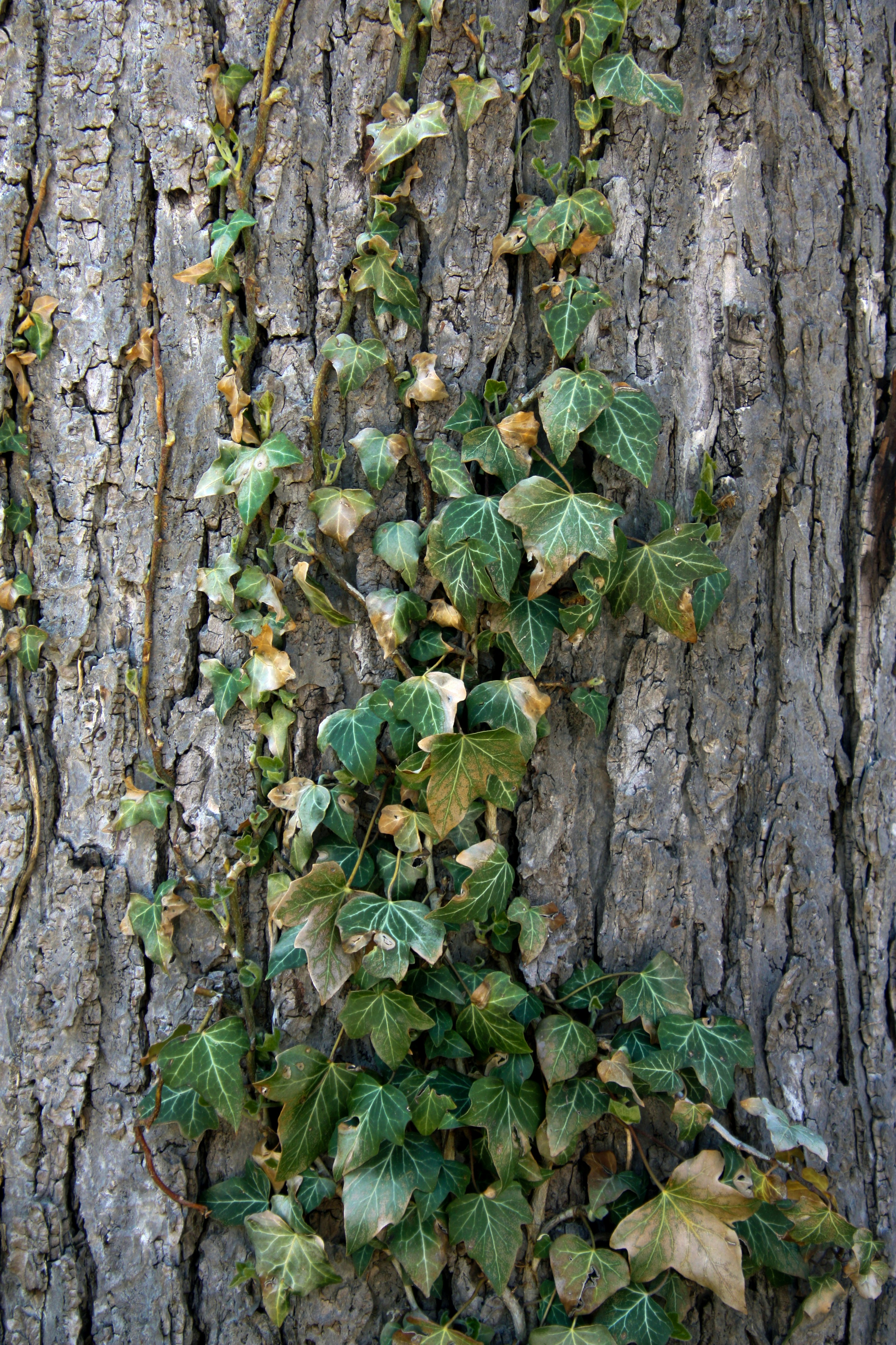 Photo by anthonyaird