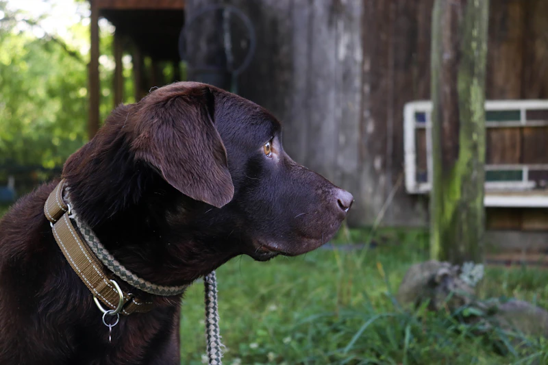 Bruno, a chocolate Ridgeline male from the 2025 litter, looking out across the yard in his collar