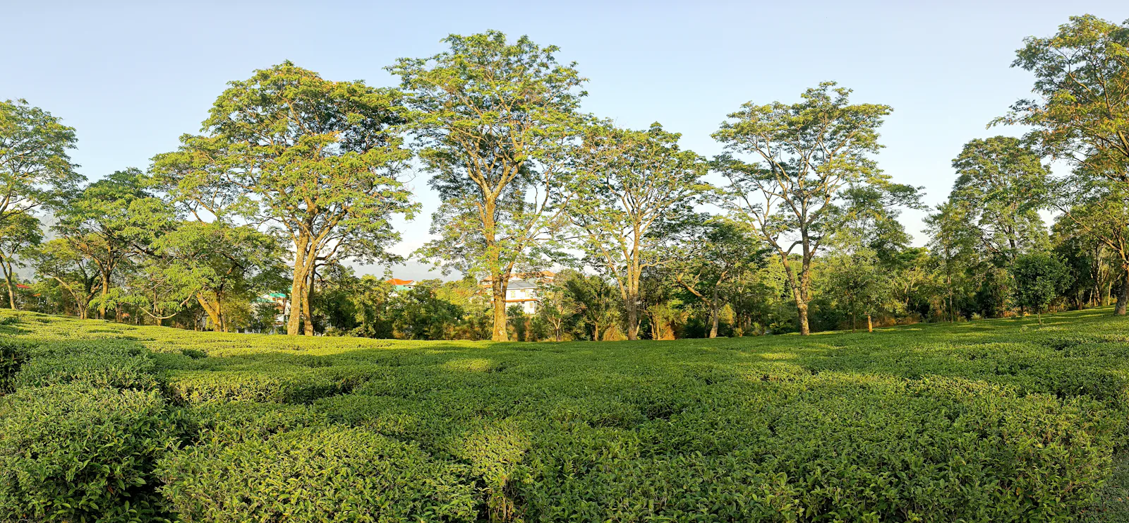 Palampur