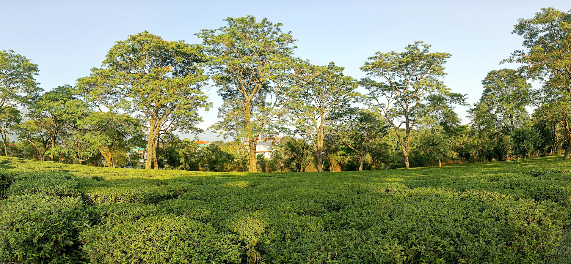 Palampur