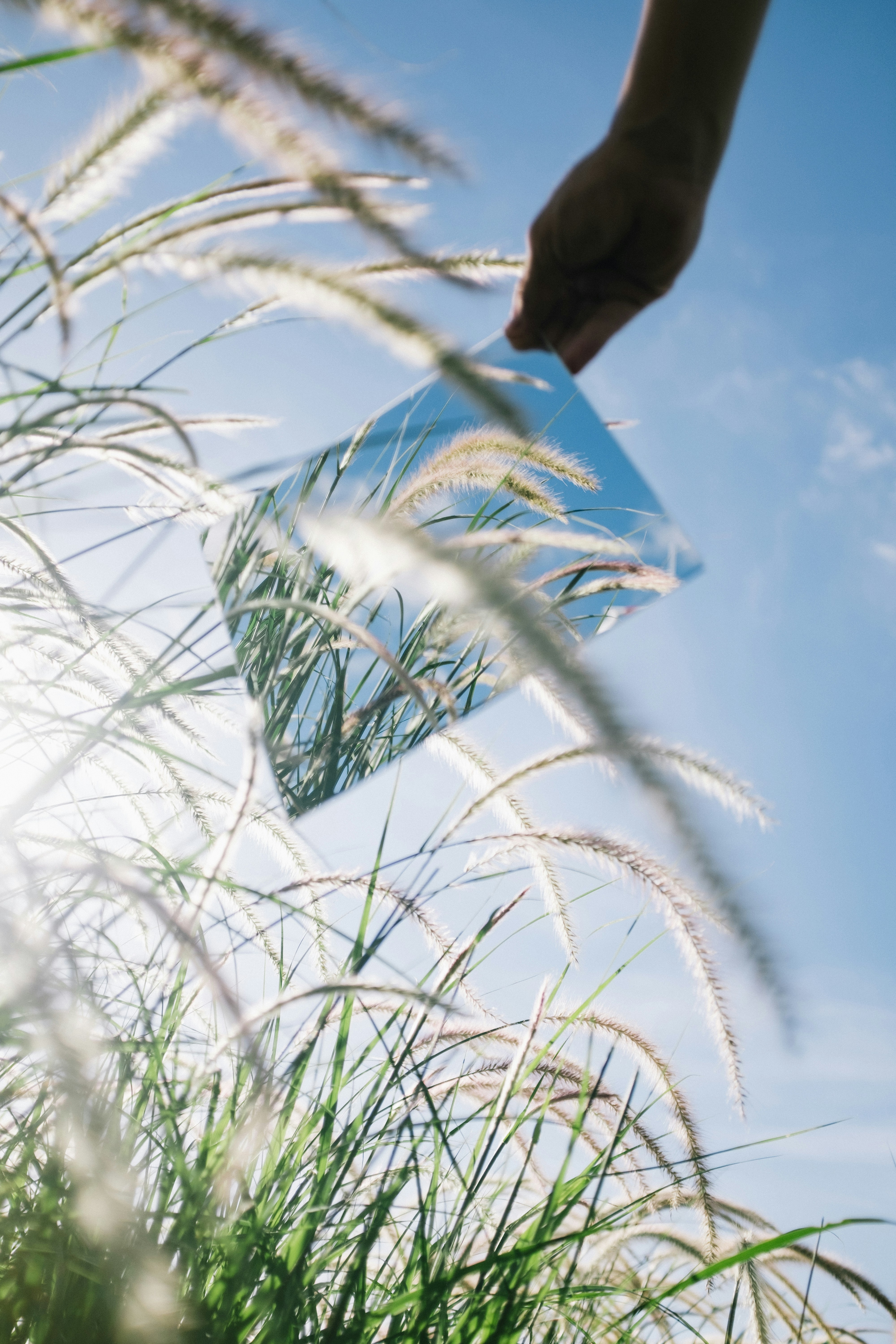 A hand holds a mirror, reflecting nature.