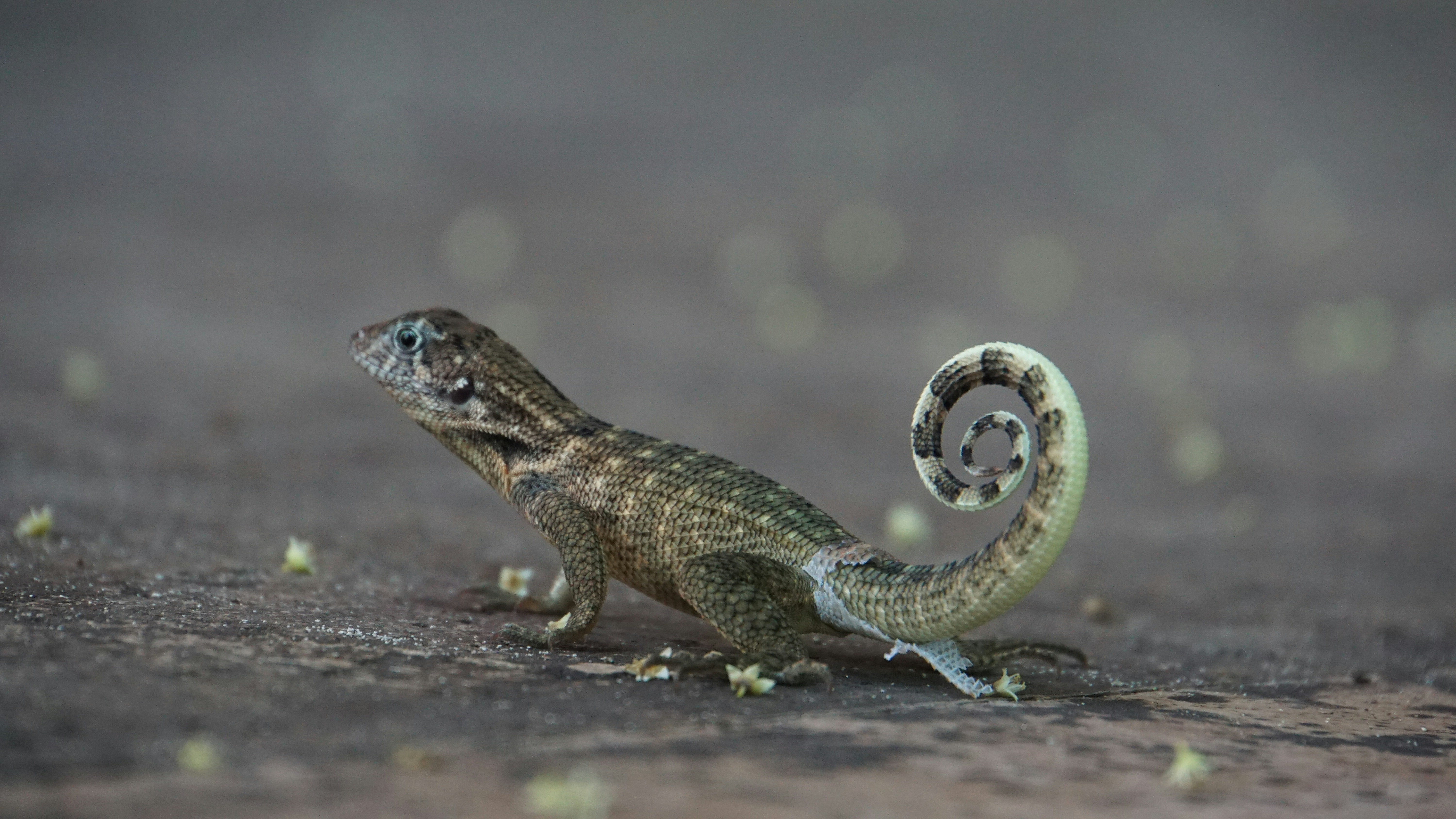Intricately patterned lizard