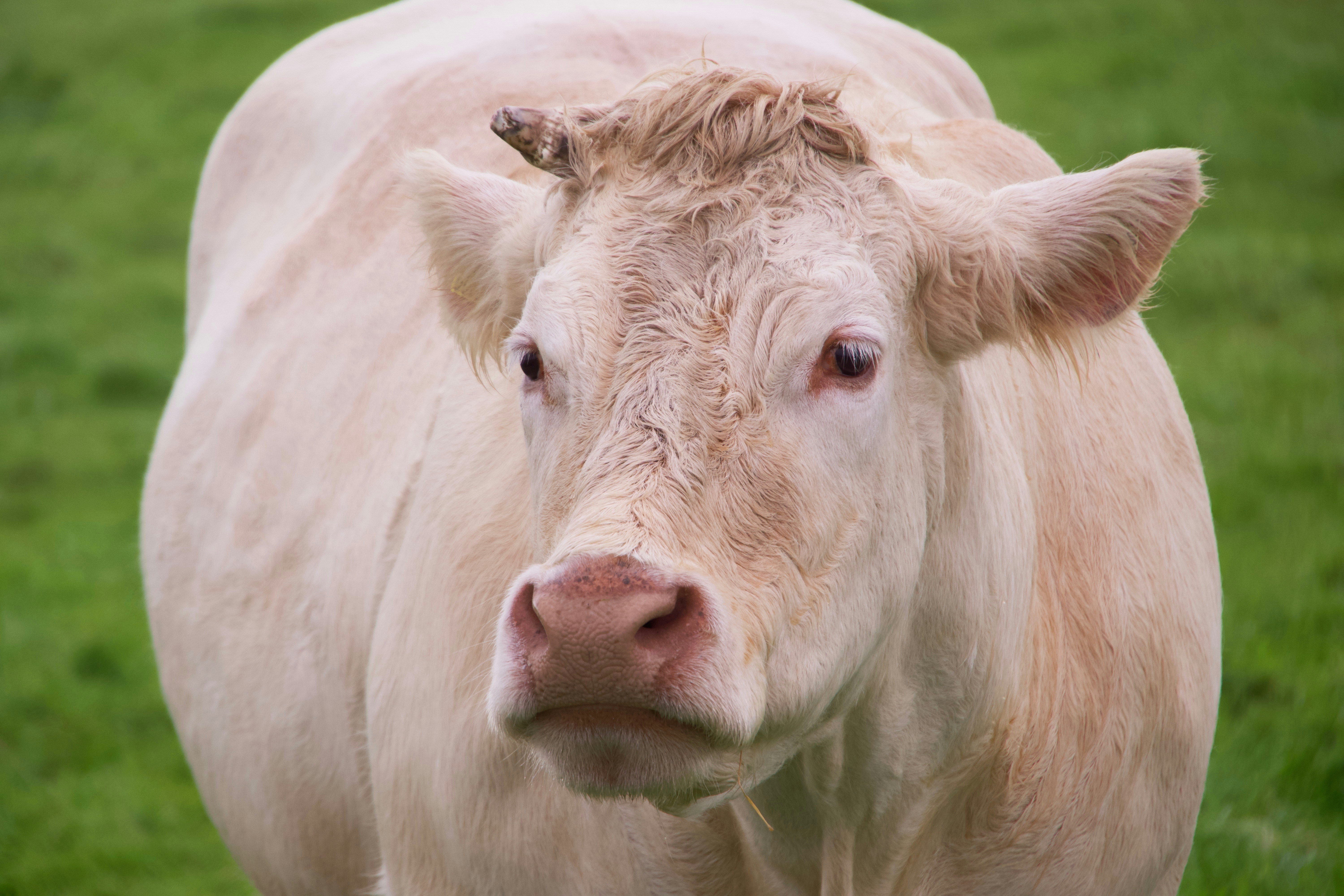 Ein veröffentlichtes Foto