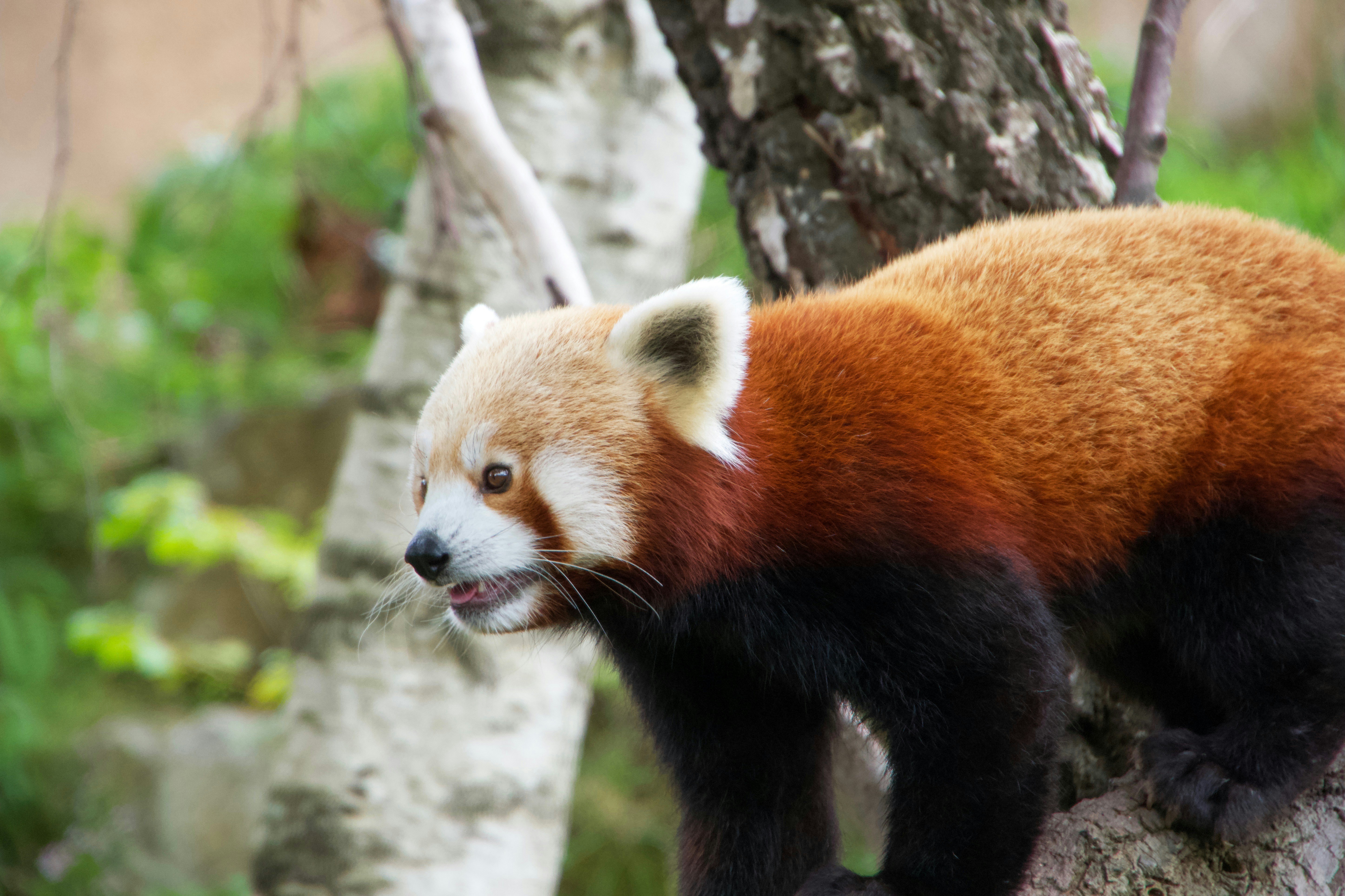 a red panda