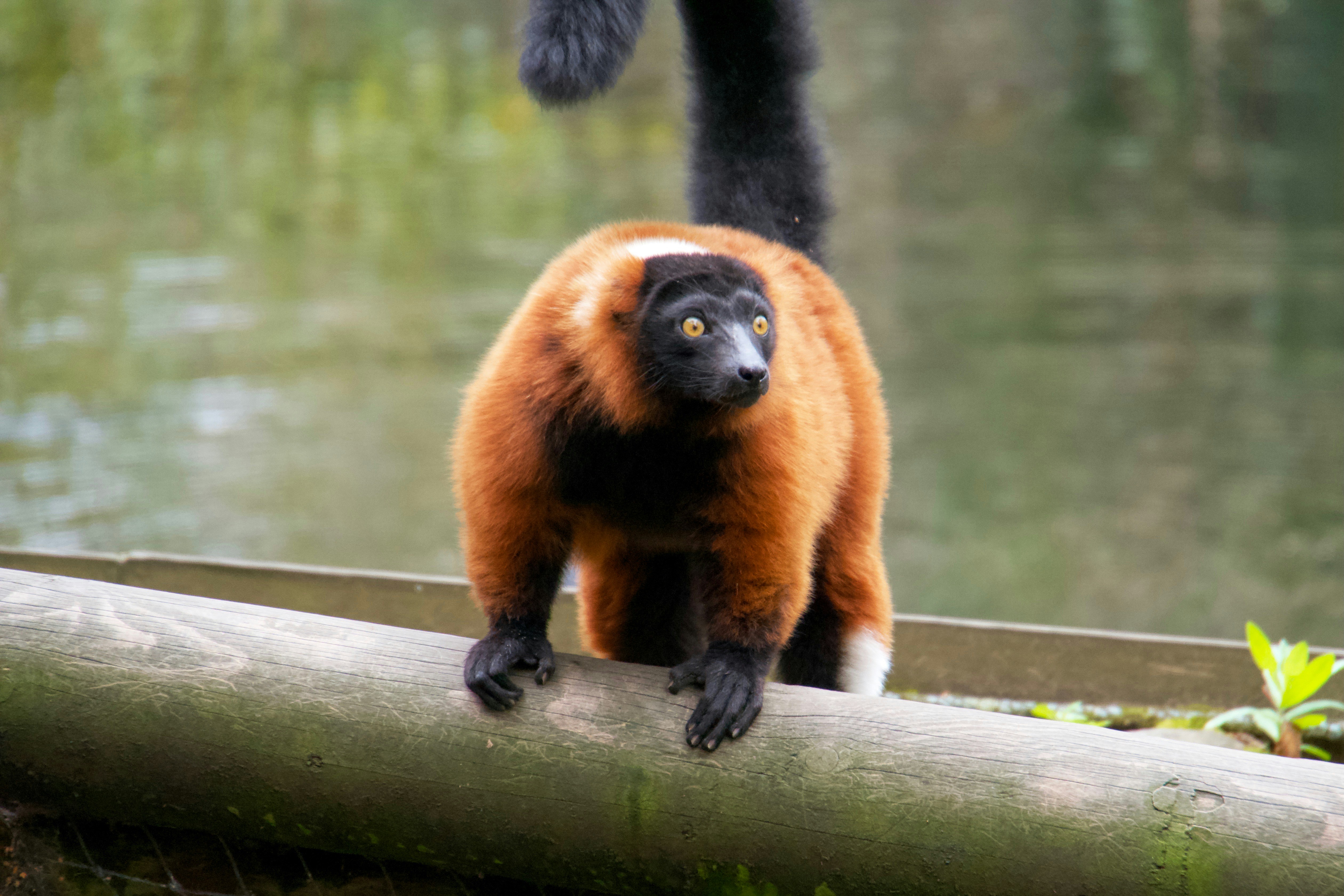 Reddish-brown and black fur