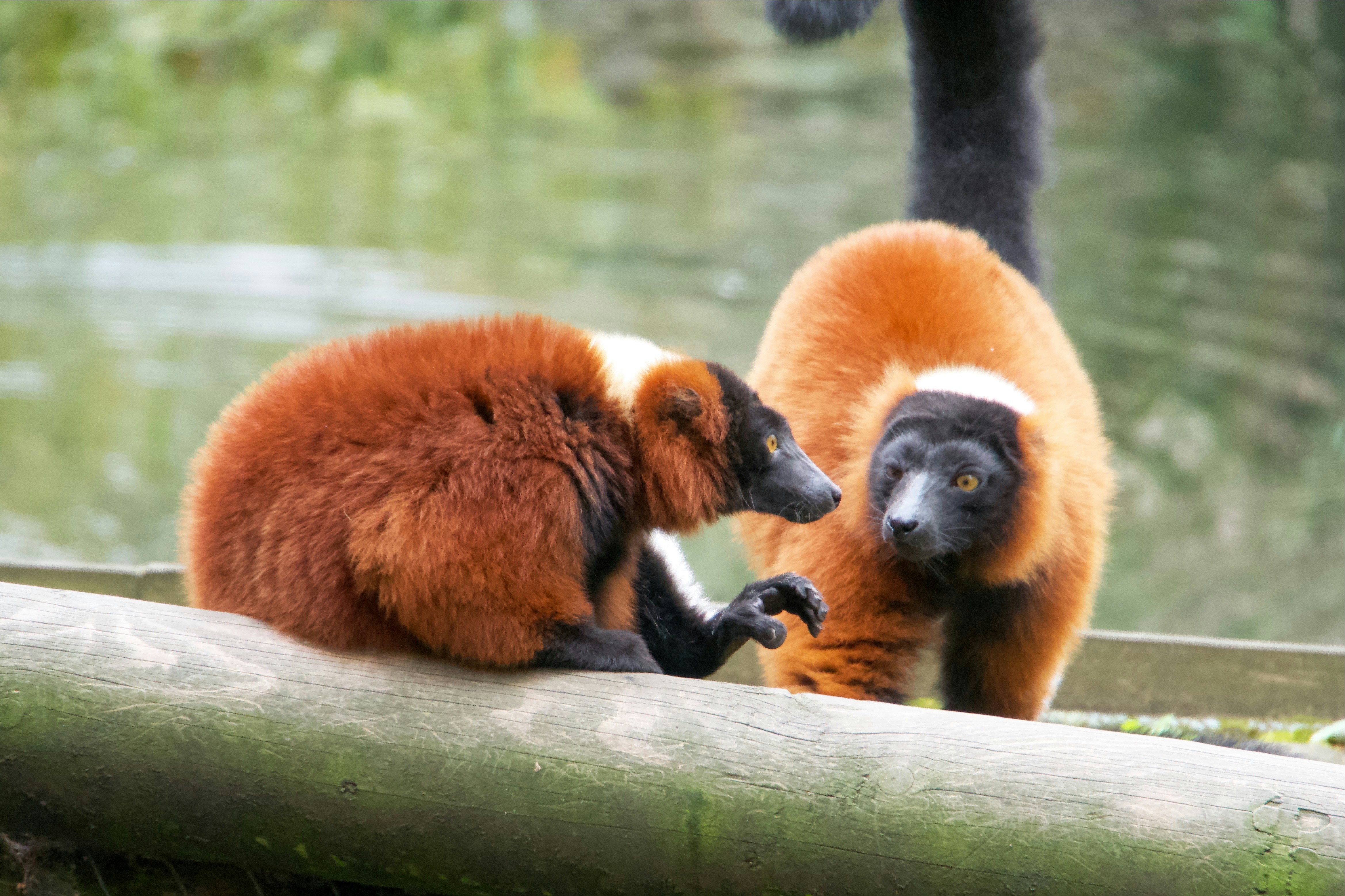 Red ruffed lemurs