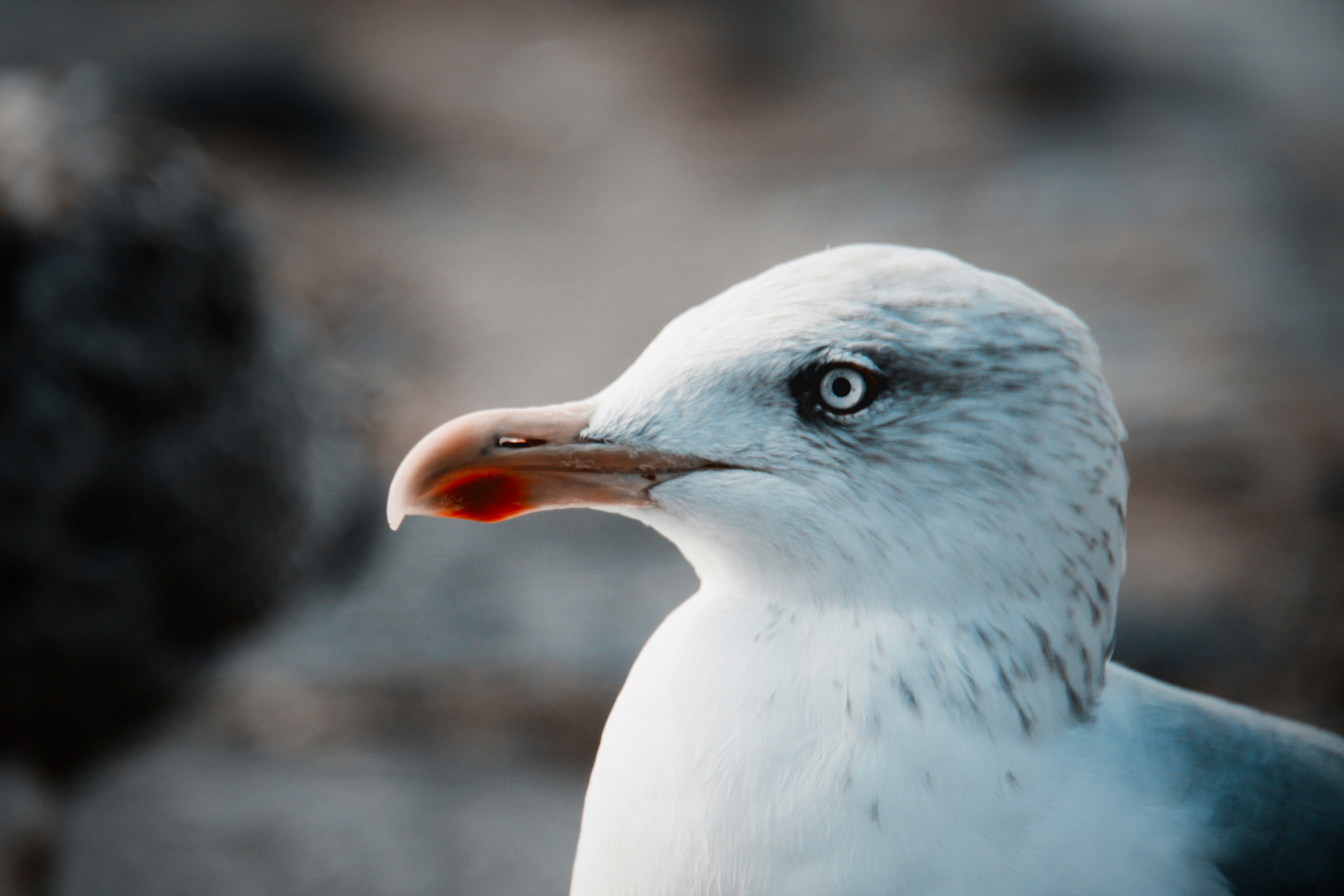Ein veröffentlichtes Foto