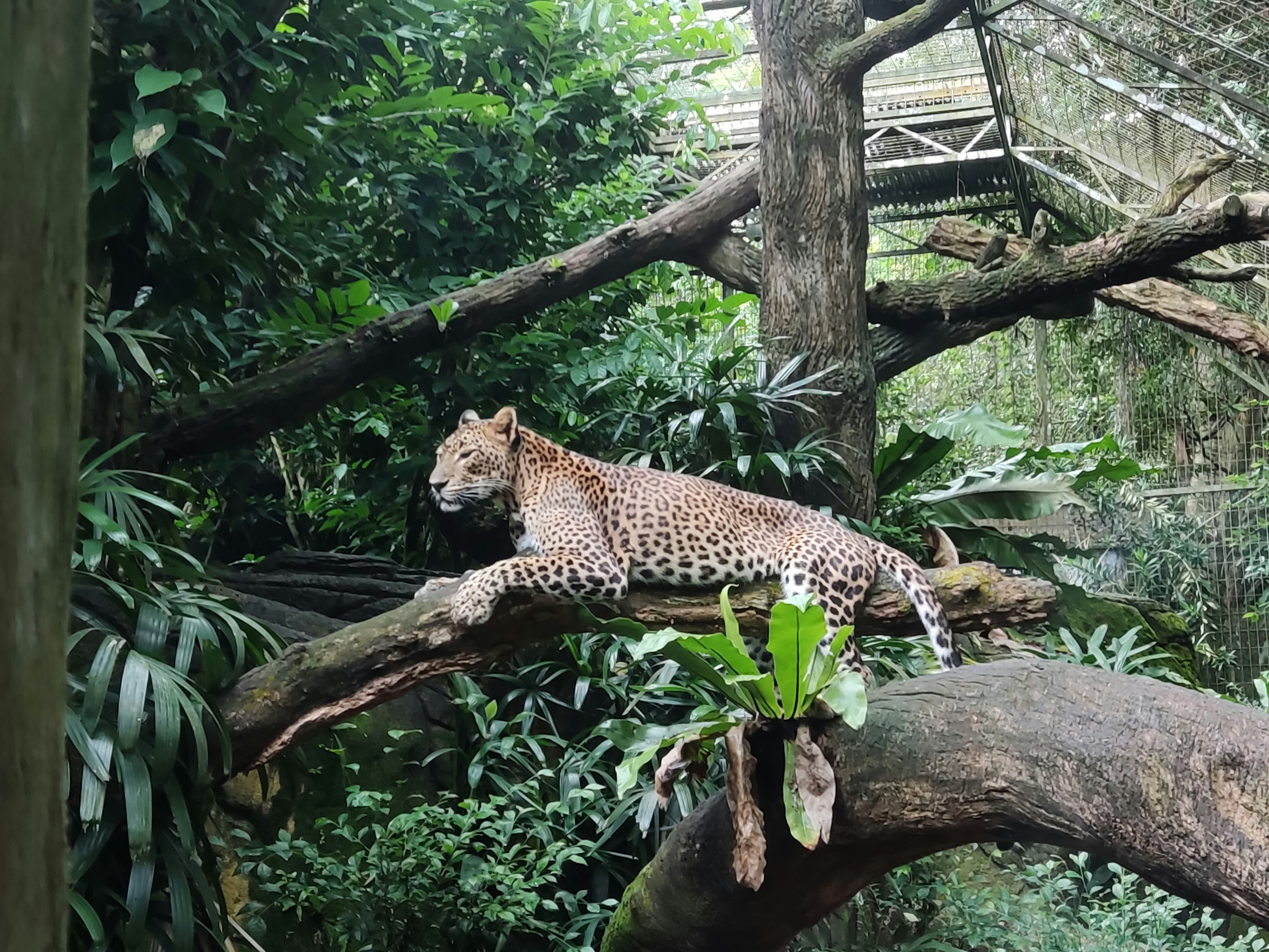 The Spotted Ghost (image credits: unsplash)