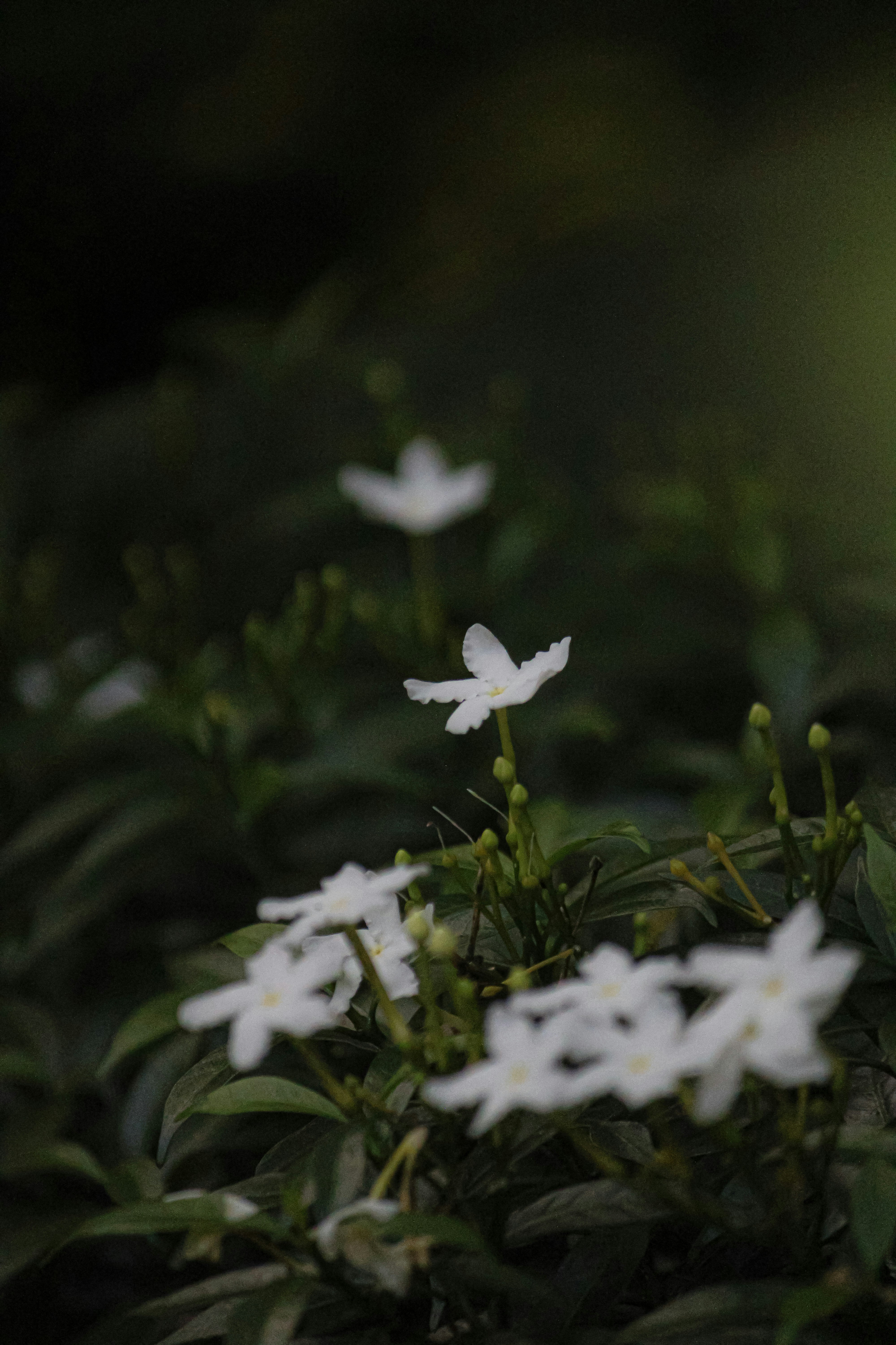 Photo by shashi_hegde8