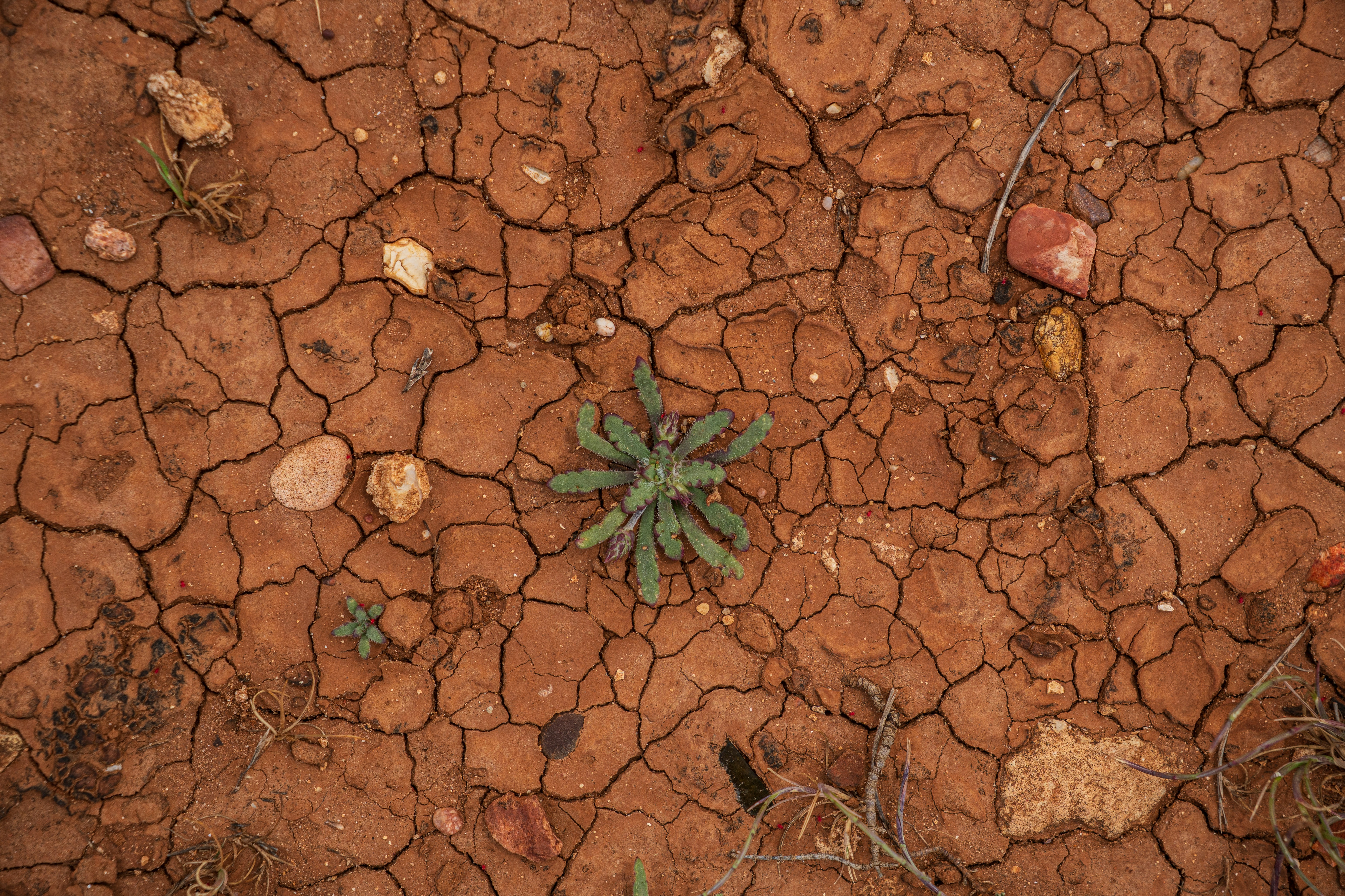 A group of colorful succulents in a dry garden bed.