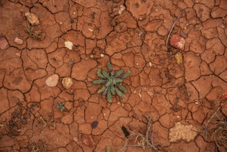 Изследване на почвата и баланс на хранителните вещества — напукана, суха земя с малки растения.