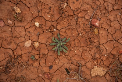 Изследване на почвата и баланс на хранителните вещества — напукана, суха земя с малки растения.