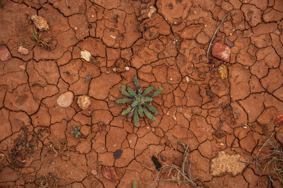 Cracked ground with a small plant