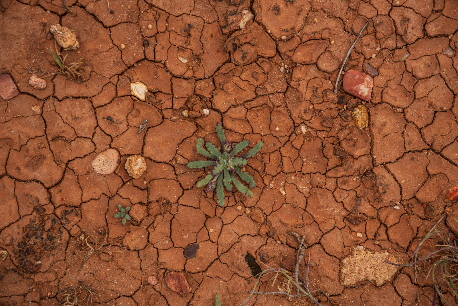 Cracked, parched earth in drought, with a single small green plant pushing through a fissure