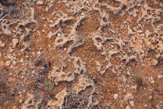 Eroded rock formation with holes and textures.