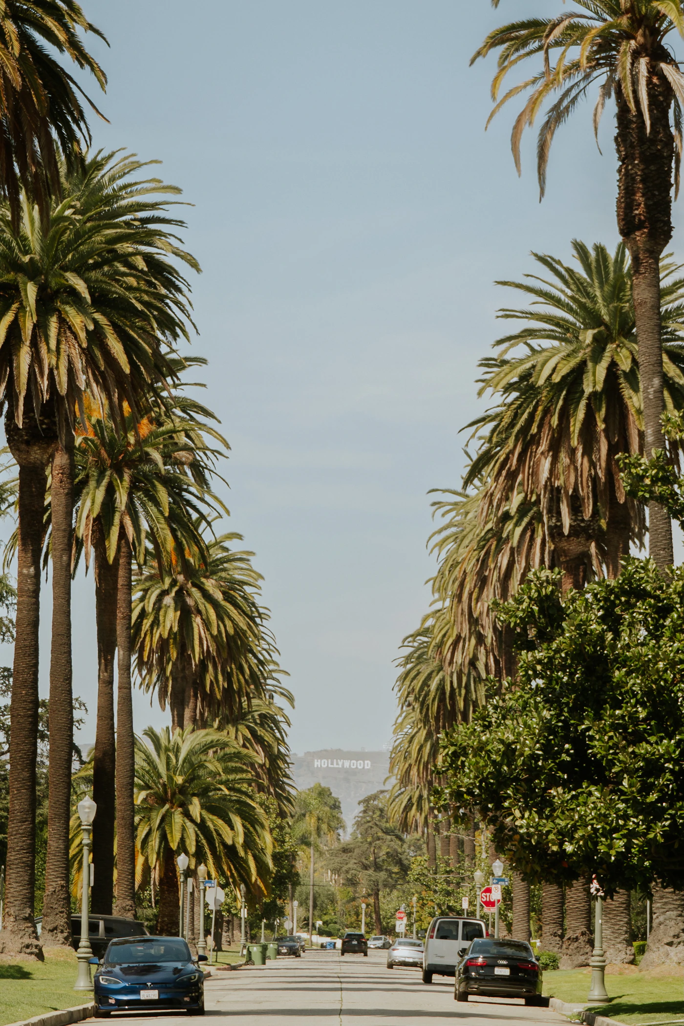 Palm trees lining a Los Angeles street with the Hollywood sign
