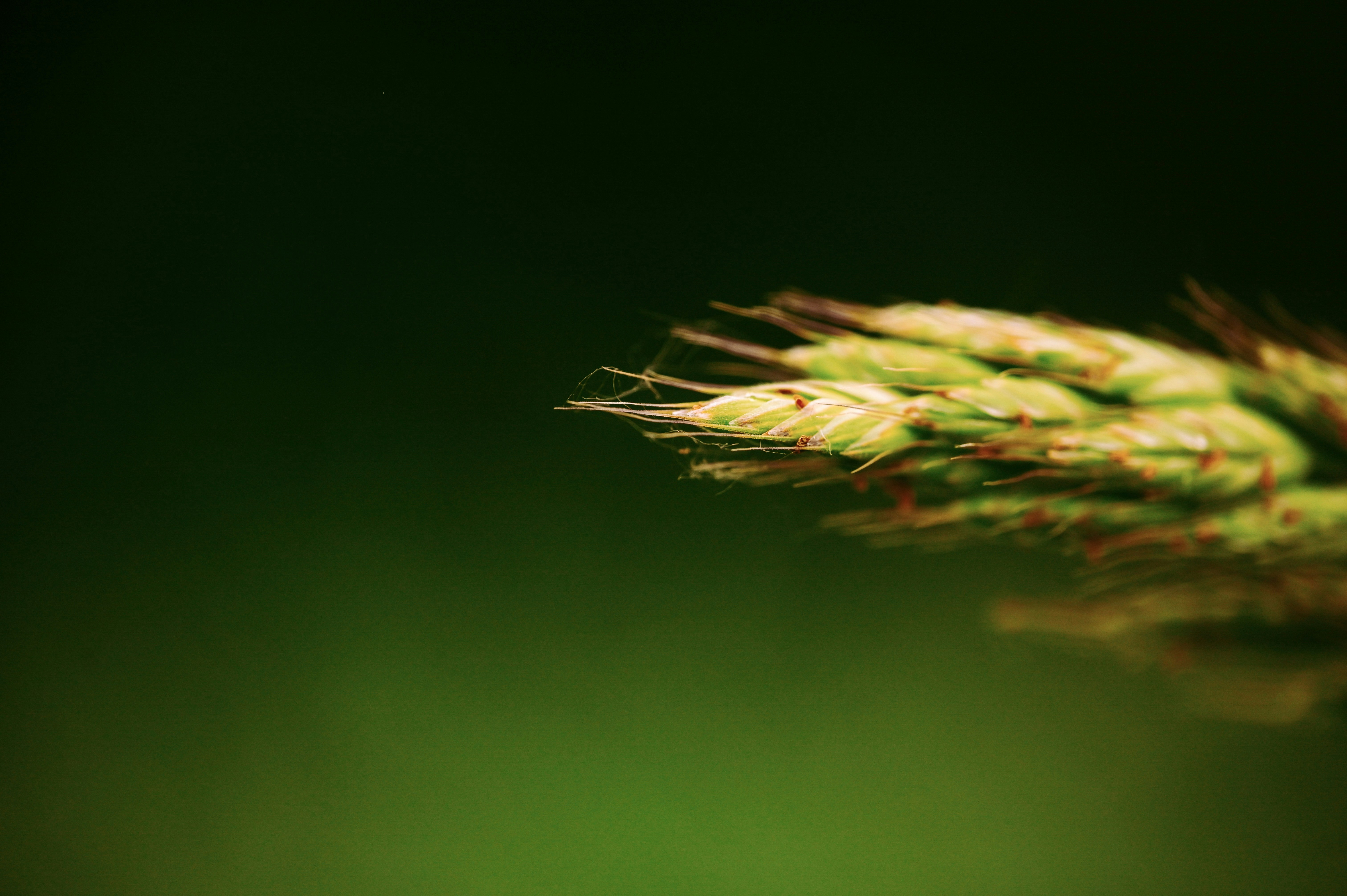 Close-up of a green plant against a dark background.