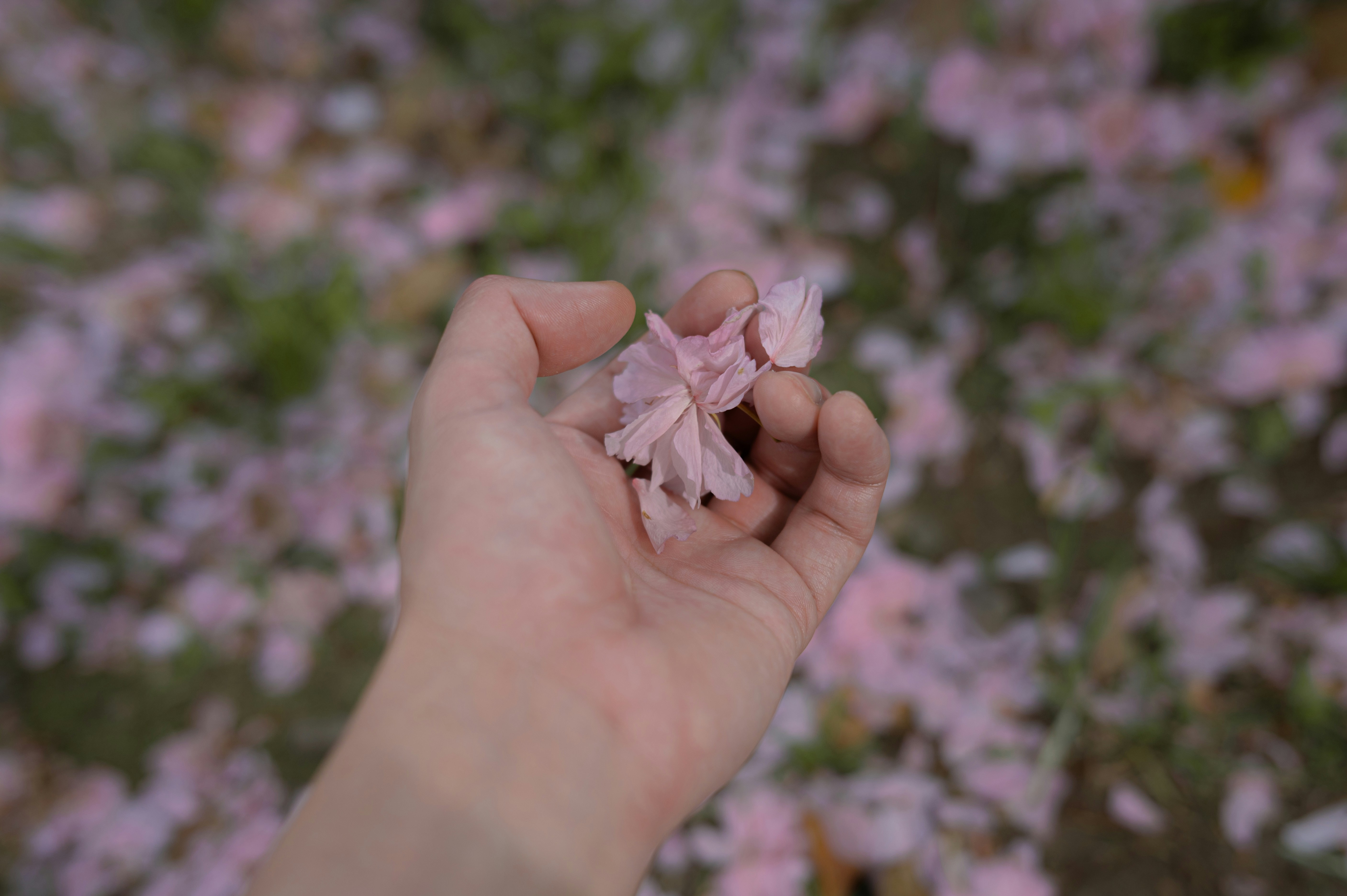 Photo by ryunosuke_kikuno