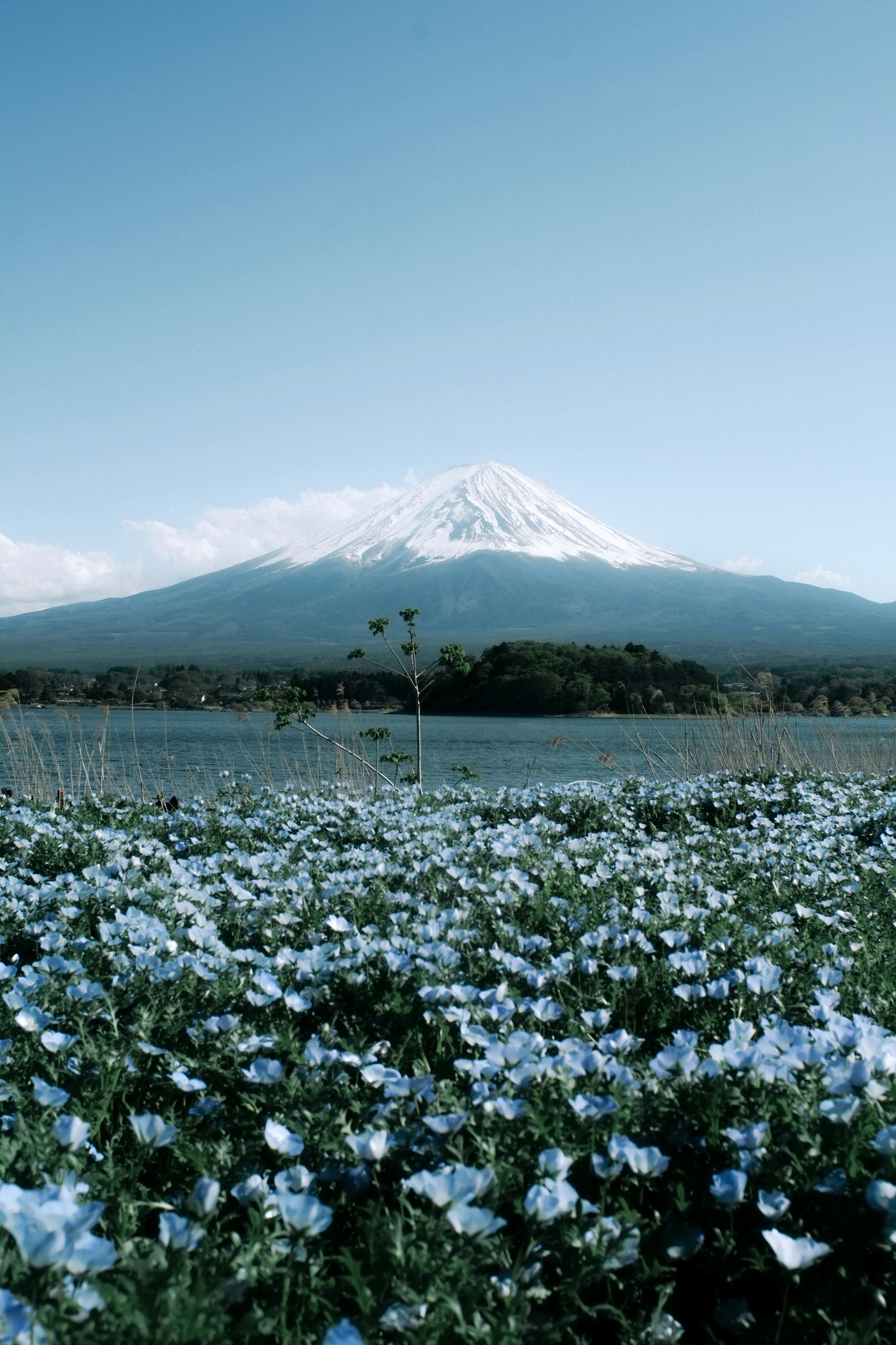 Photo by andythanhhaii