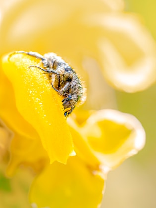 A beetle rests on a bright yellow flower.