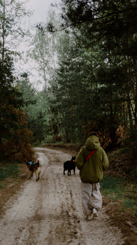 A person walks with dogs on a forest path