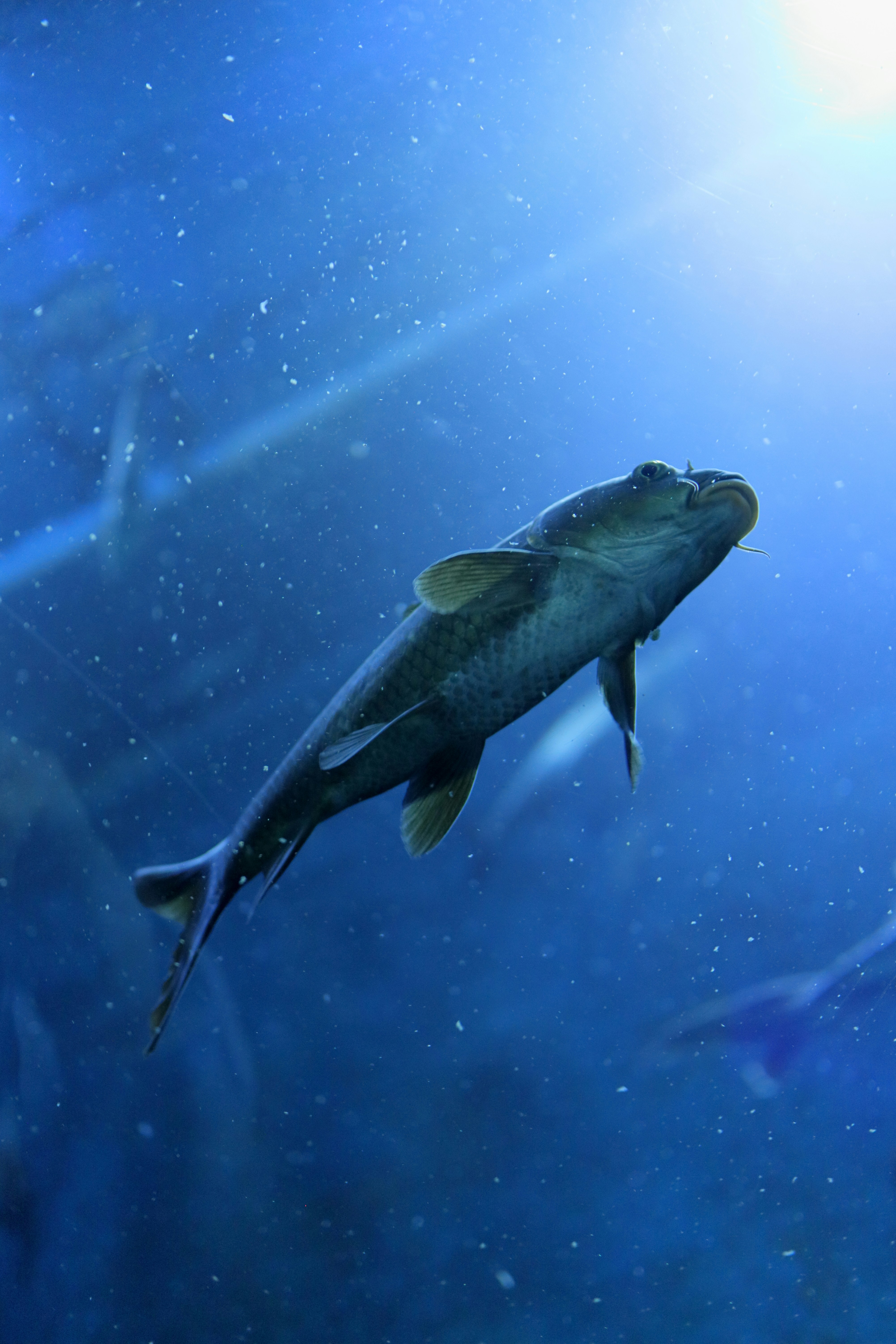 Ikan dengan anggun berenang di lautan biru yang dalam.