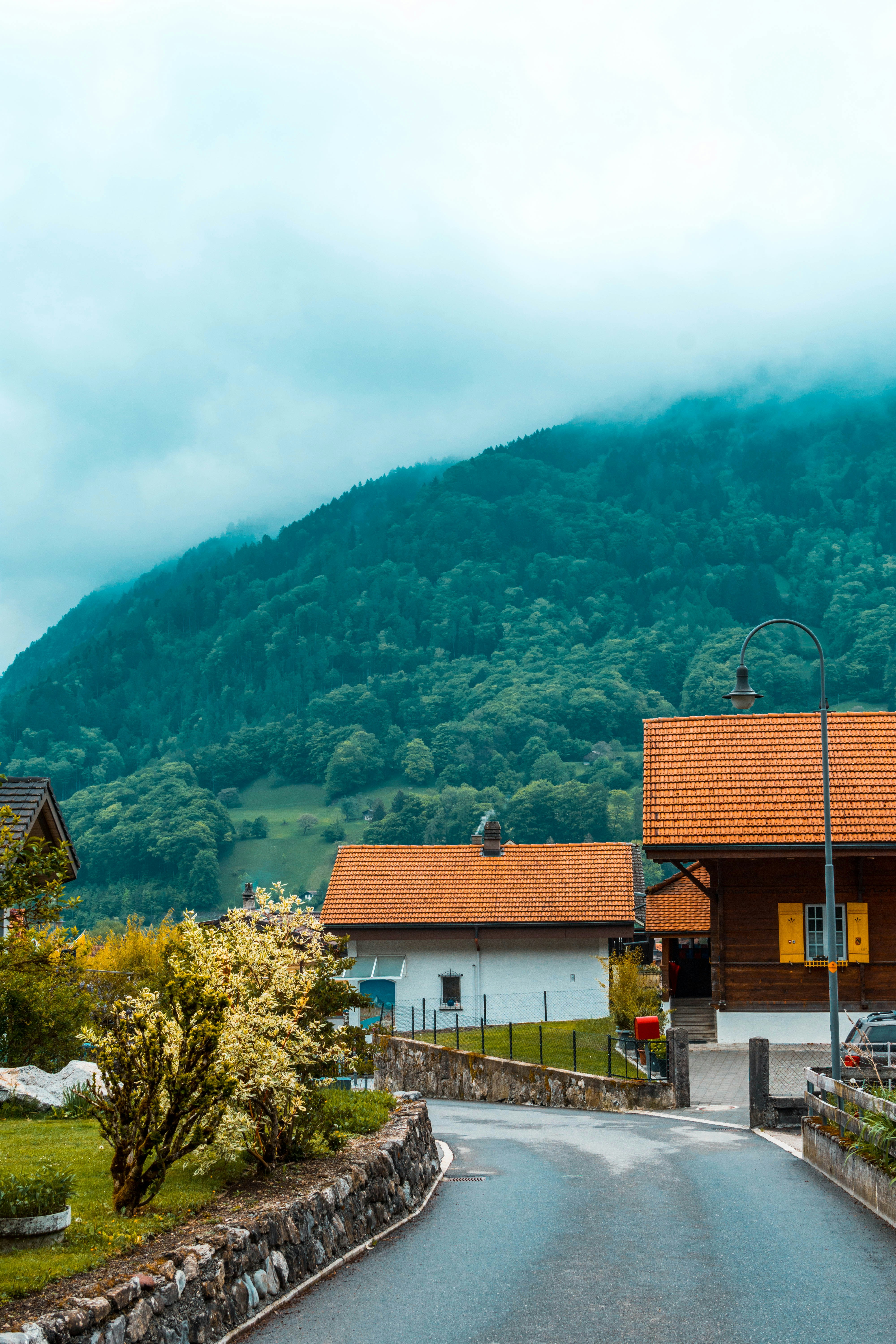Houses line a road with a forest in the background.