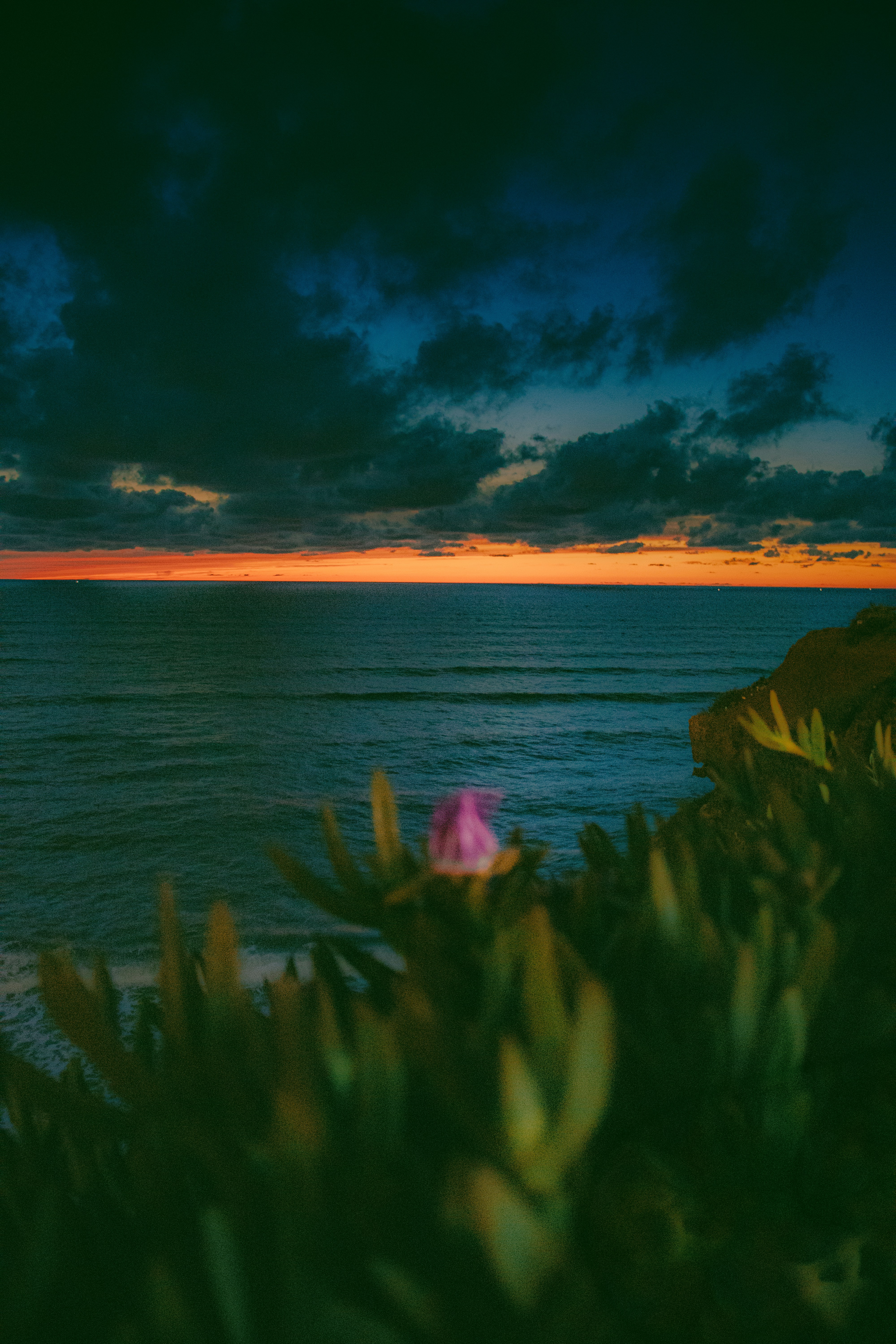 Sunset over the ocean with a flower in view