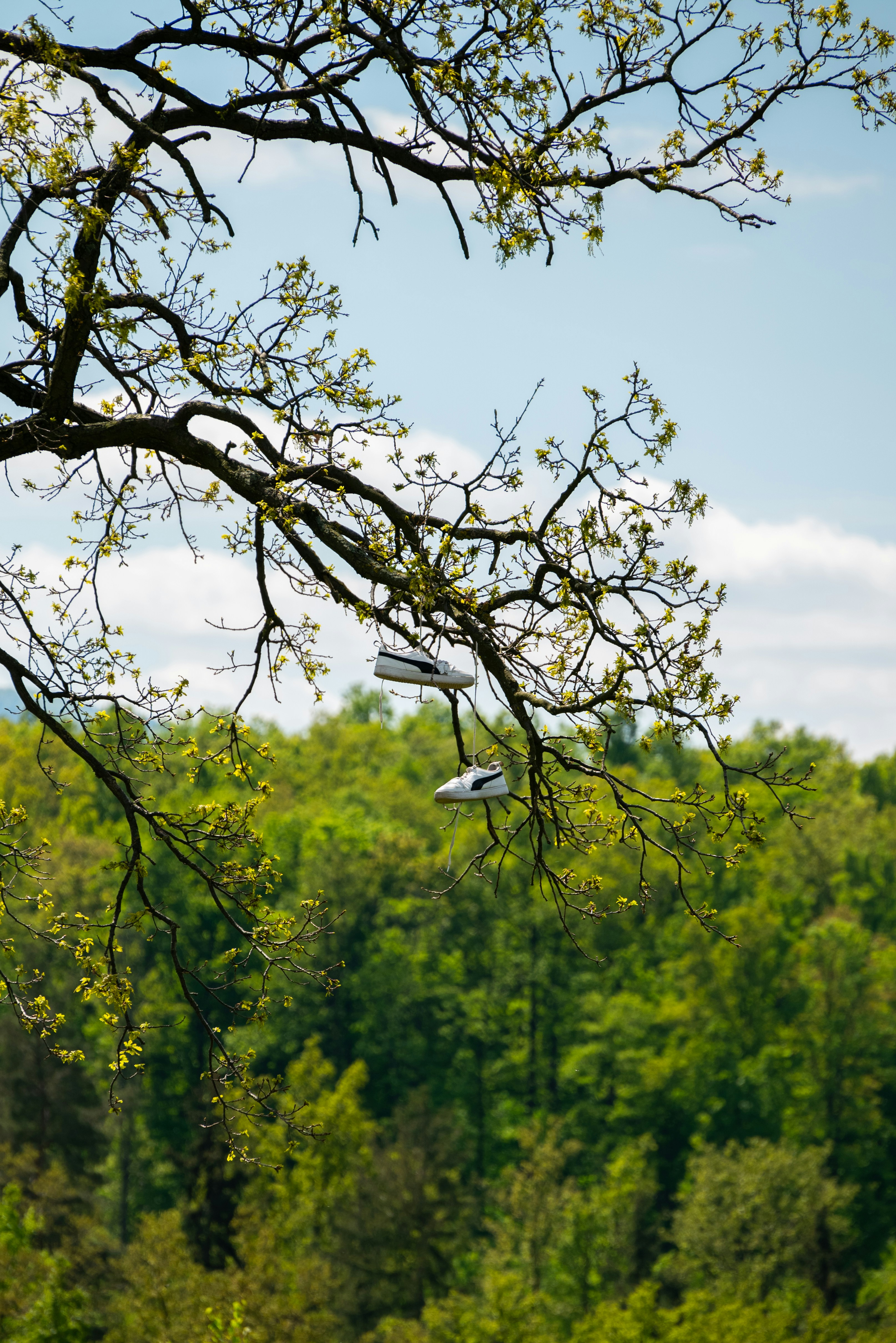 Shoes hang from a tree branch.