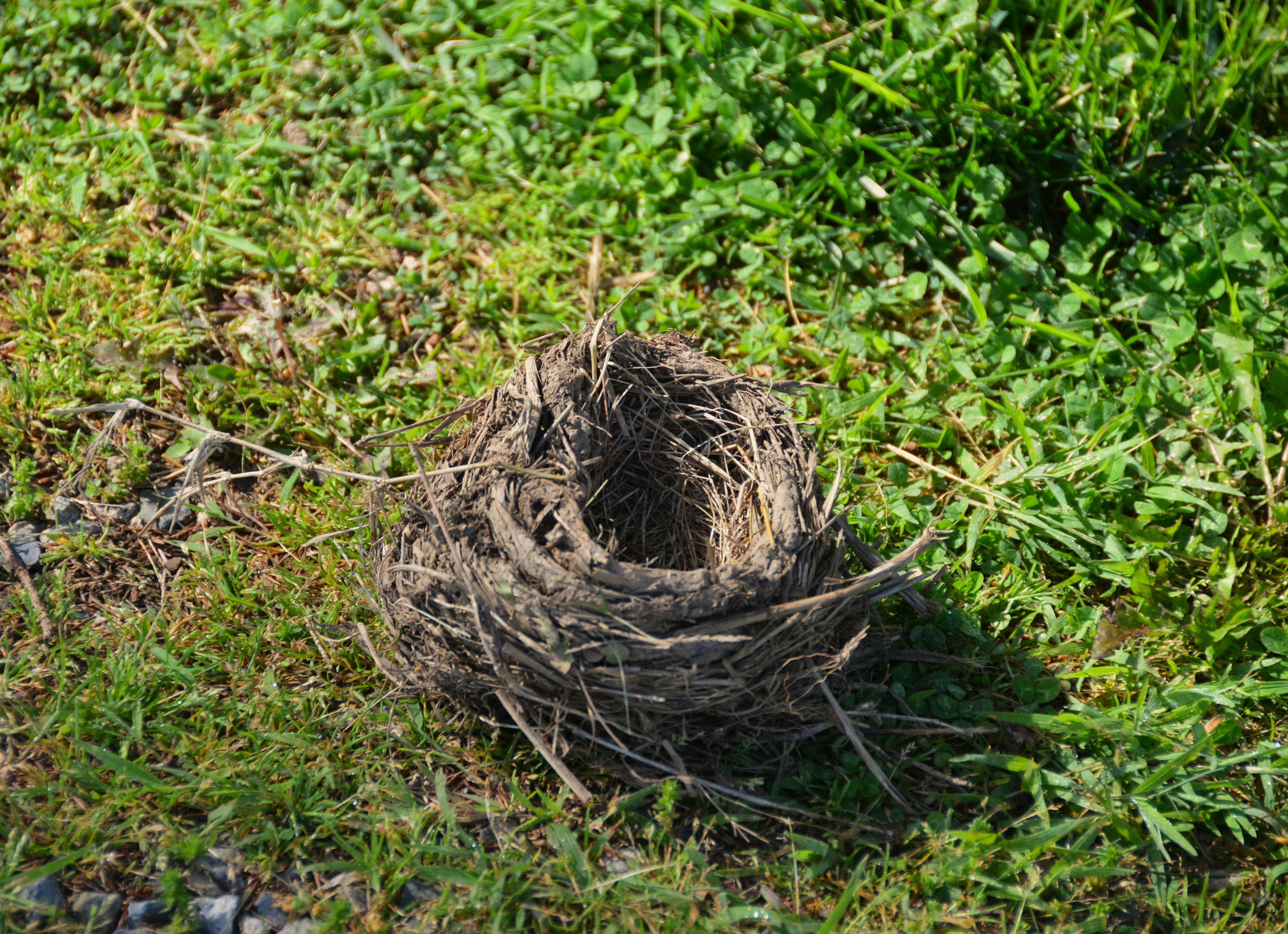 Nesting on the Ground (image credits: unsplash)