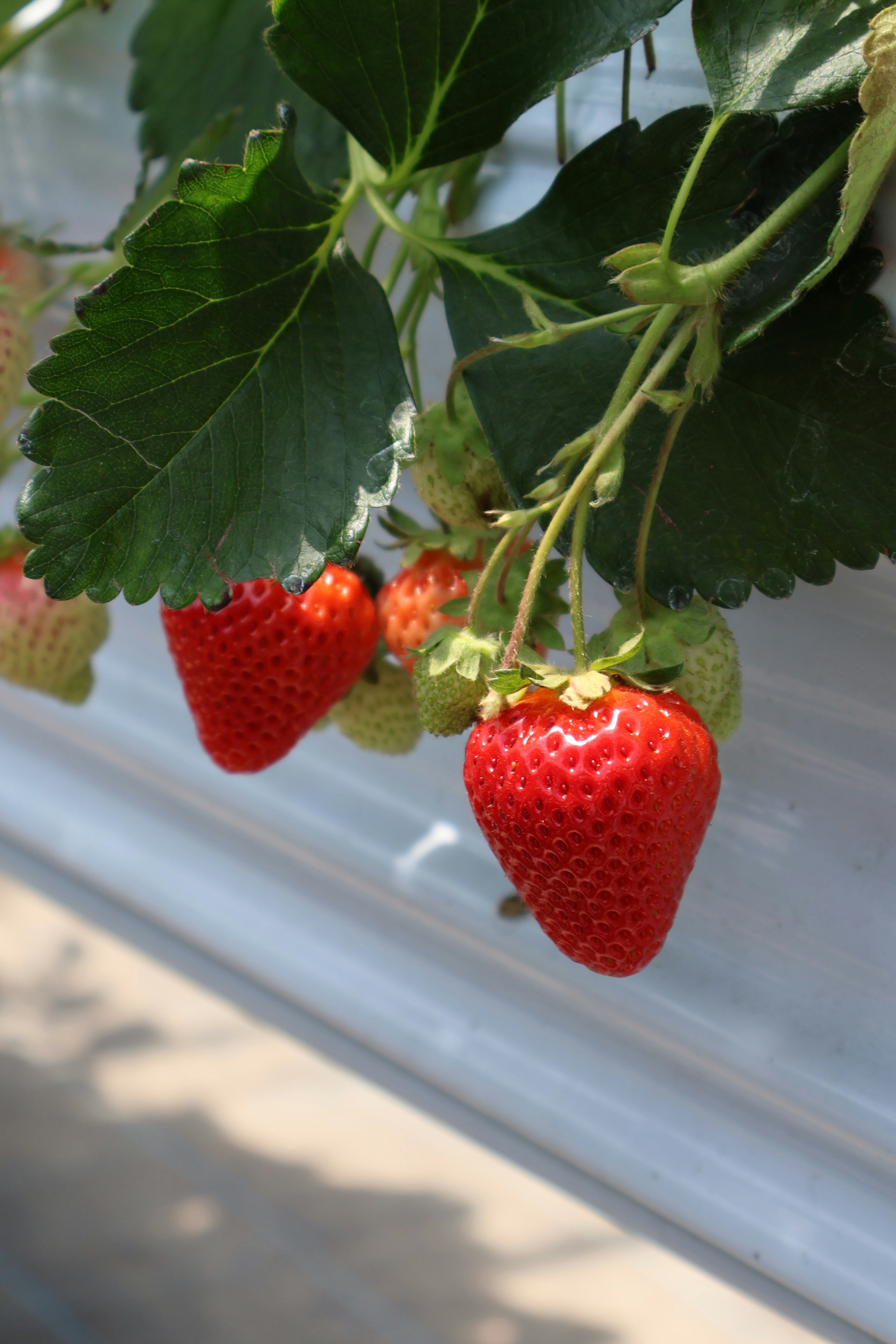 Photo by vickeekiwiwow