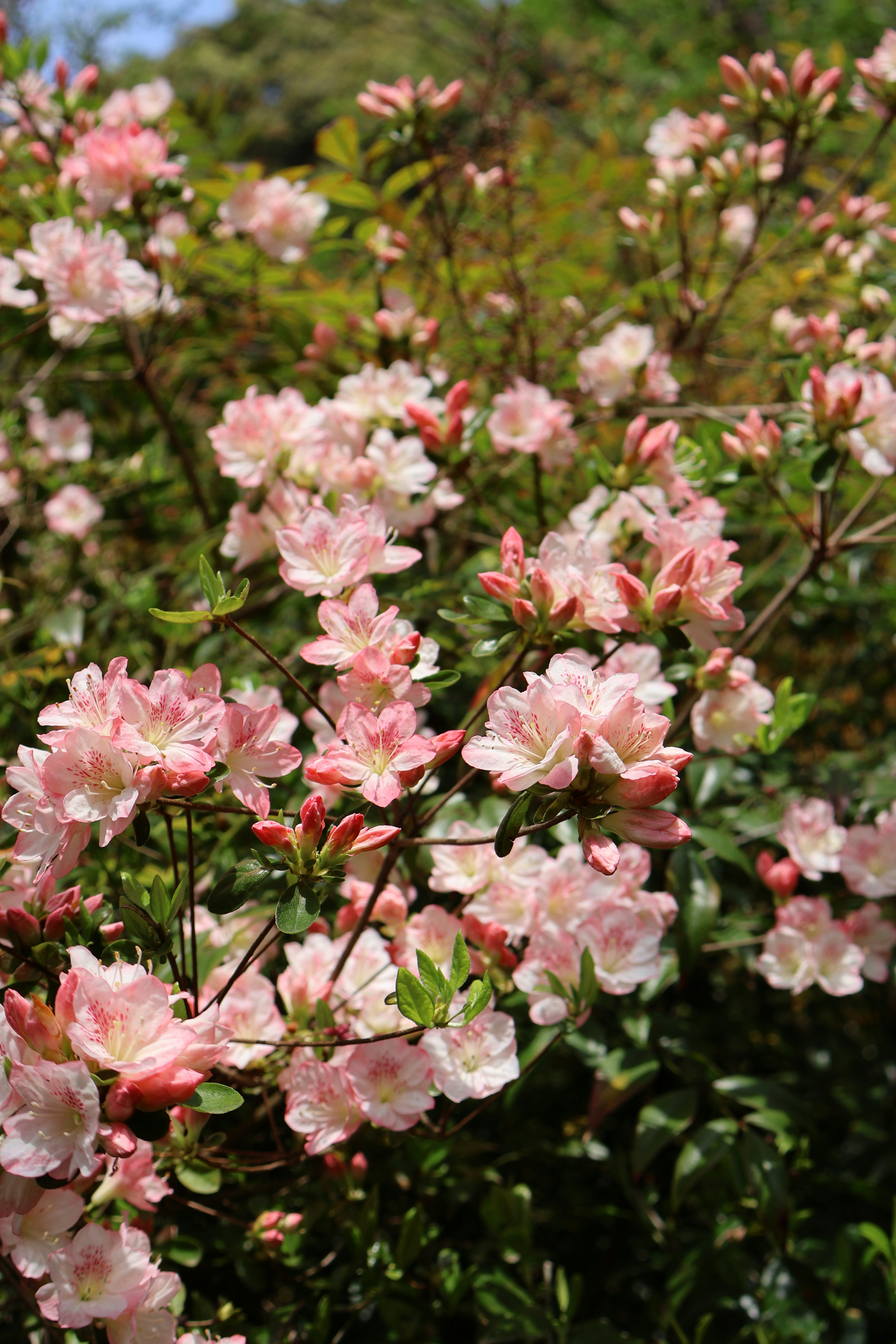 Photo by vickeekiwiwow