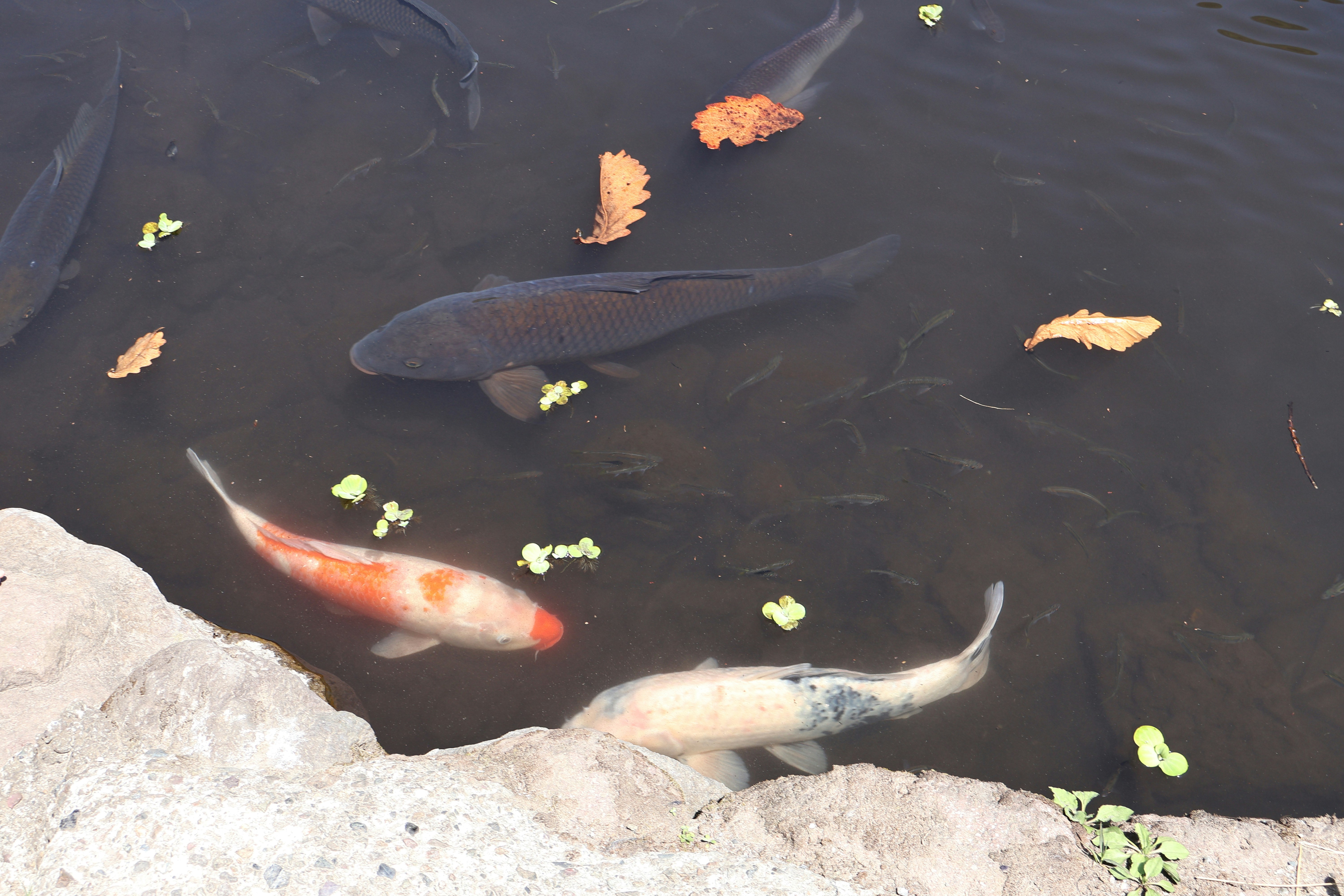 how washing clothes affect the environment and water pollution